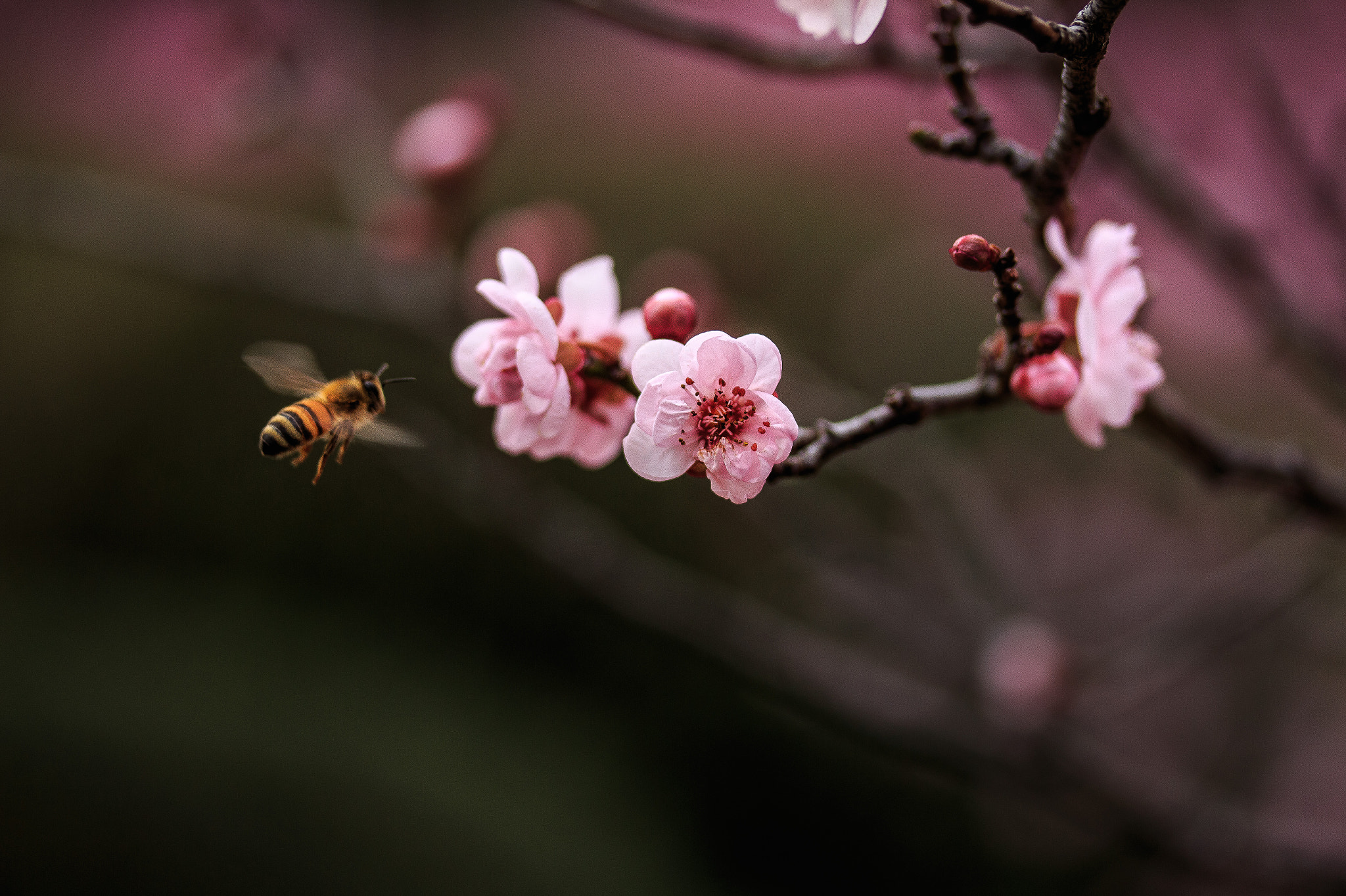 Canon EF-S 60mm F2.8 Macro USM sample photo. Bee photography