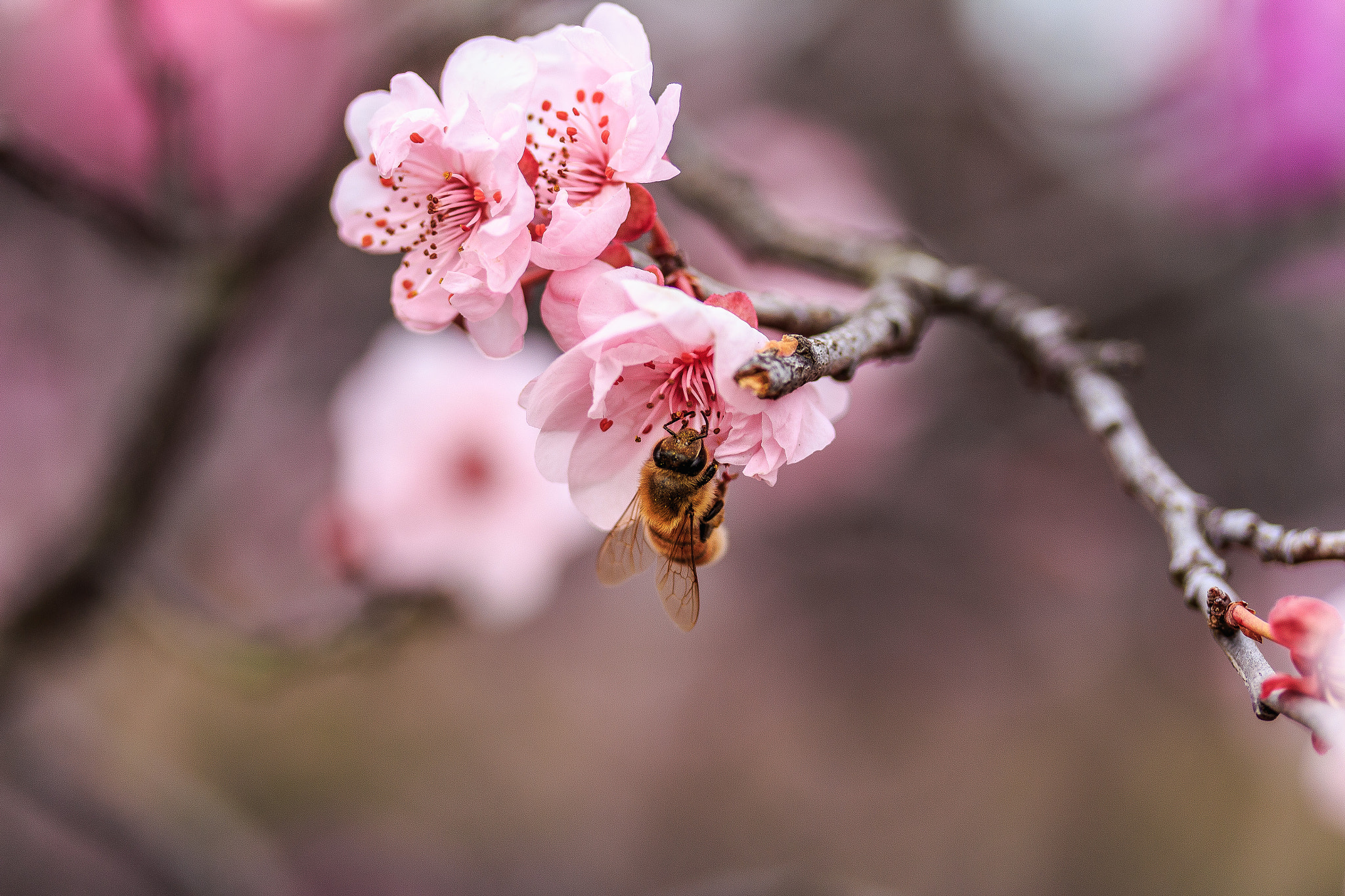 Canon EF-S 60mm F2.8 Macro USM sample photo. Bee photography