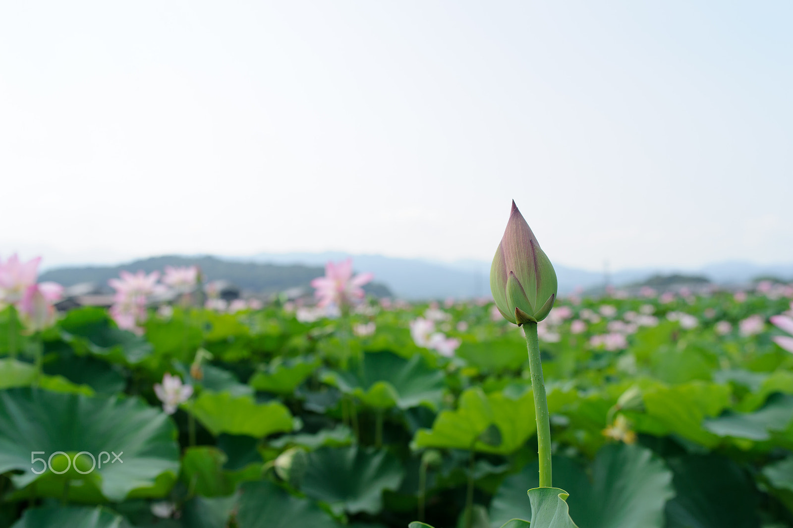 Nikon D3S + Nikon AF-S Nikkor 28mm F1.8G sample photo. Bud photography