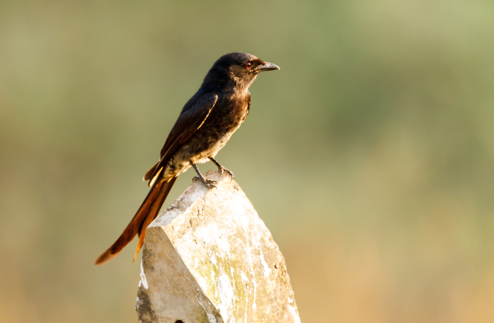Canon EF 500mm F4L IS II USM sample photo. Ashy drongo catching the last of the evening sun photography