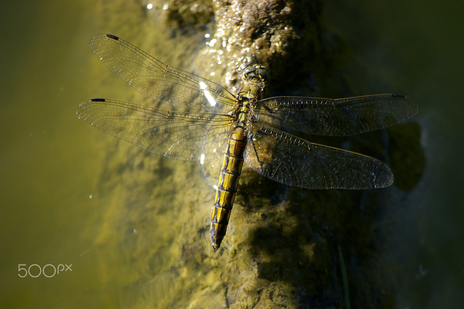 Samsung GX-1S sample photo. Dragonfly photography