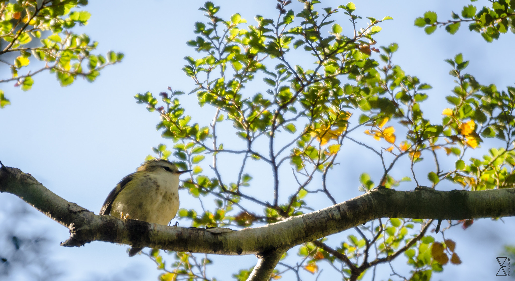 Sigma 120-400mm F4.5-5.6 DG OS HSM sample photo. Tititi photography