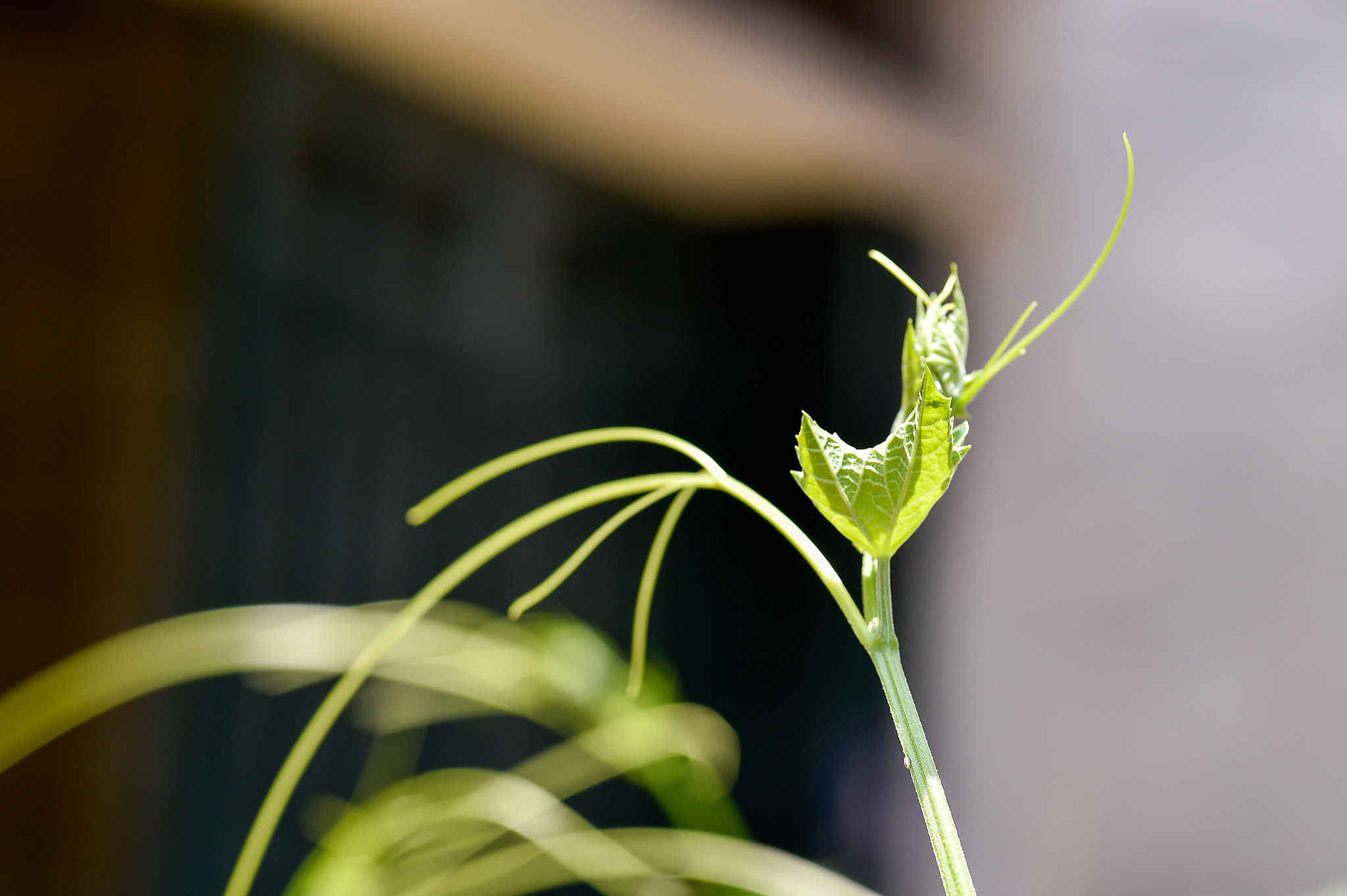 Nikon D4S sample photo. Luffa aegyptiaca photography
