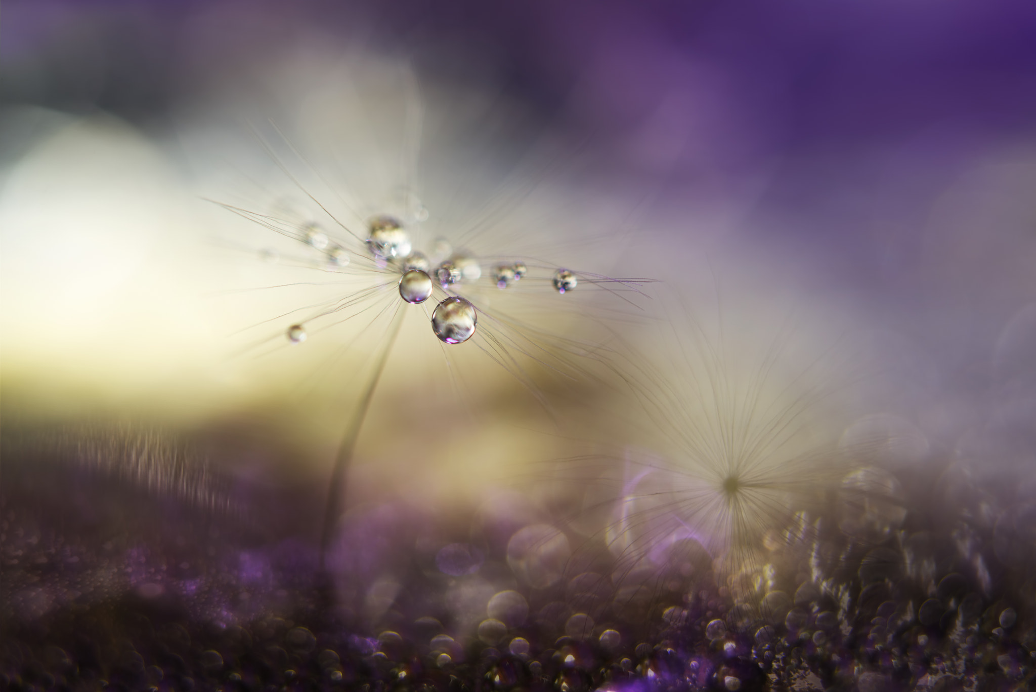 Nikon AF-S Micro-Nikkor 60mm F2.8G ED sample photo. A tender world photography