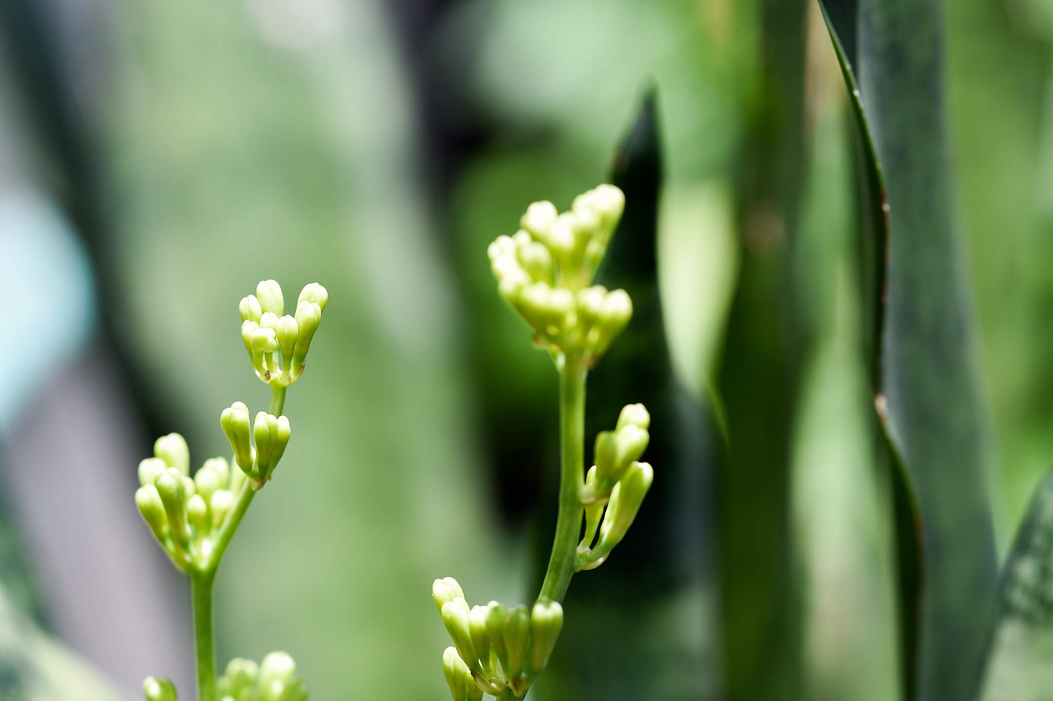 Nikon D4S sample photo. Sansevieria trifasciata flower photography