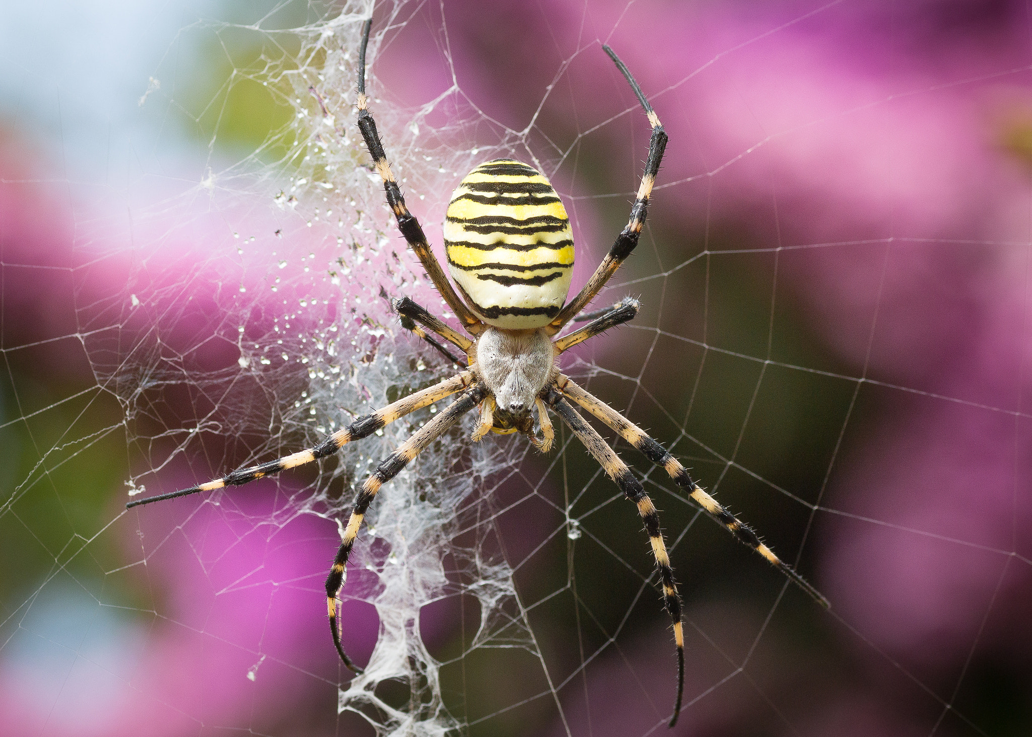 Canon EOS 650D (EOS Rebel T4i / EOS Kiss X6i) + Tamron SP AF 90mm F2.8 Di Macro sample photo. Spider photography