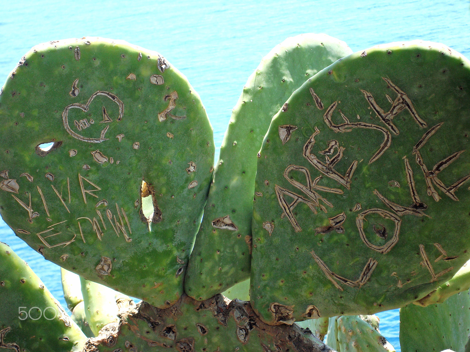 Sony Cyber-shot DSC-W110 sample photo. The inscriptions on the leaves of the old cactus photography