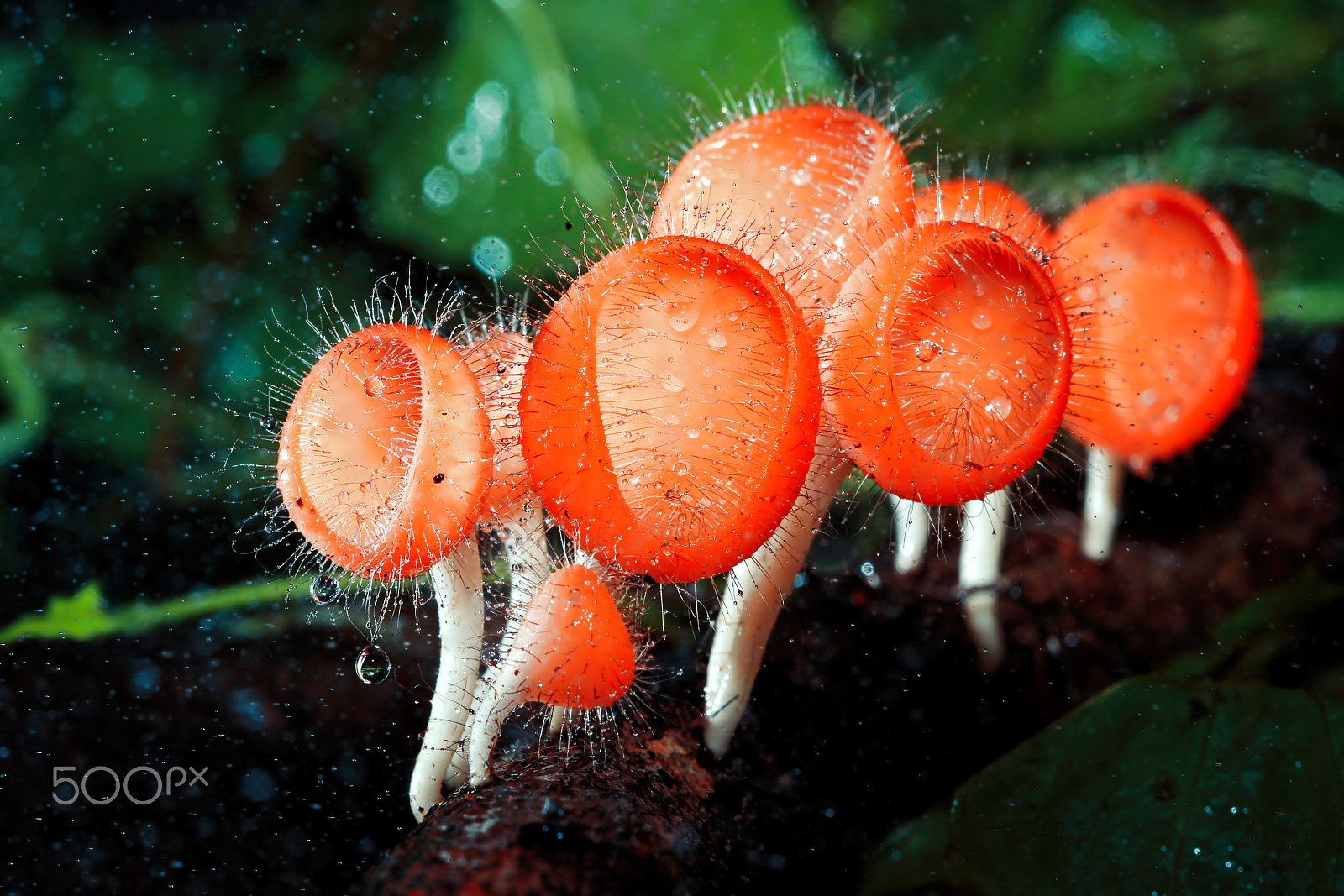 Canon EOS 6D + Canon EF 100mm F2.8 Macro USM sample photo. Pink burn cup or fungi cup mushroom in forest photography