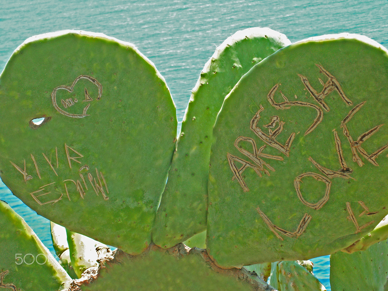 Sony Cyber-shot DSC-W110 sample photo. The inscriptions on the leaves of cactus photography