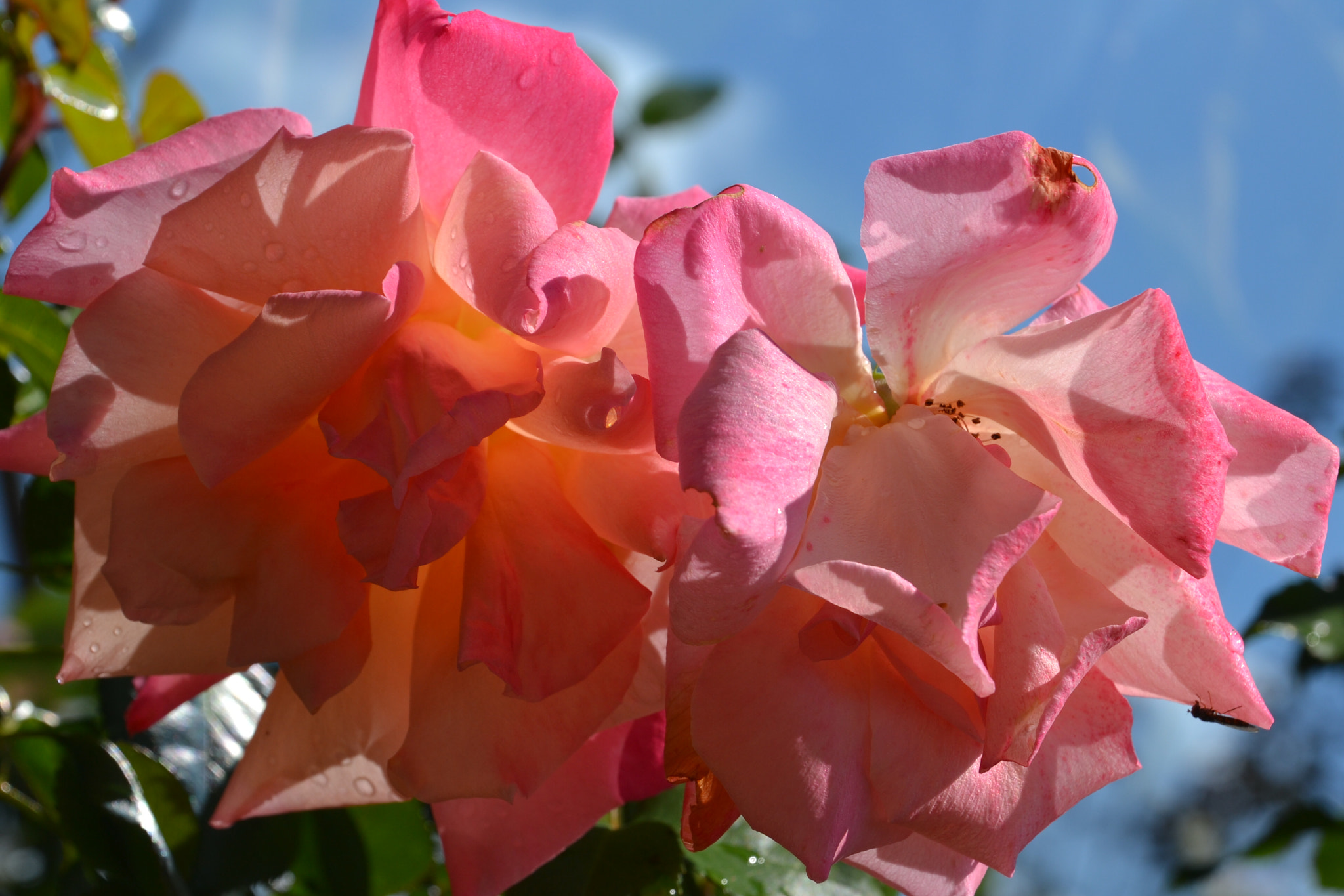 Nikon D3100 sample photo. Verblühende rosen photography