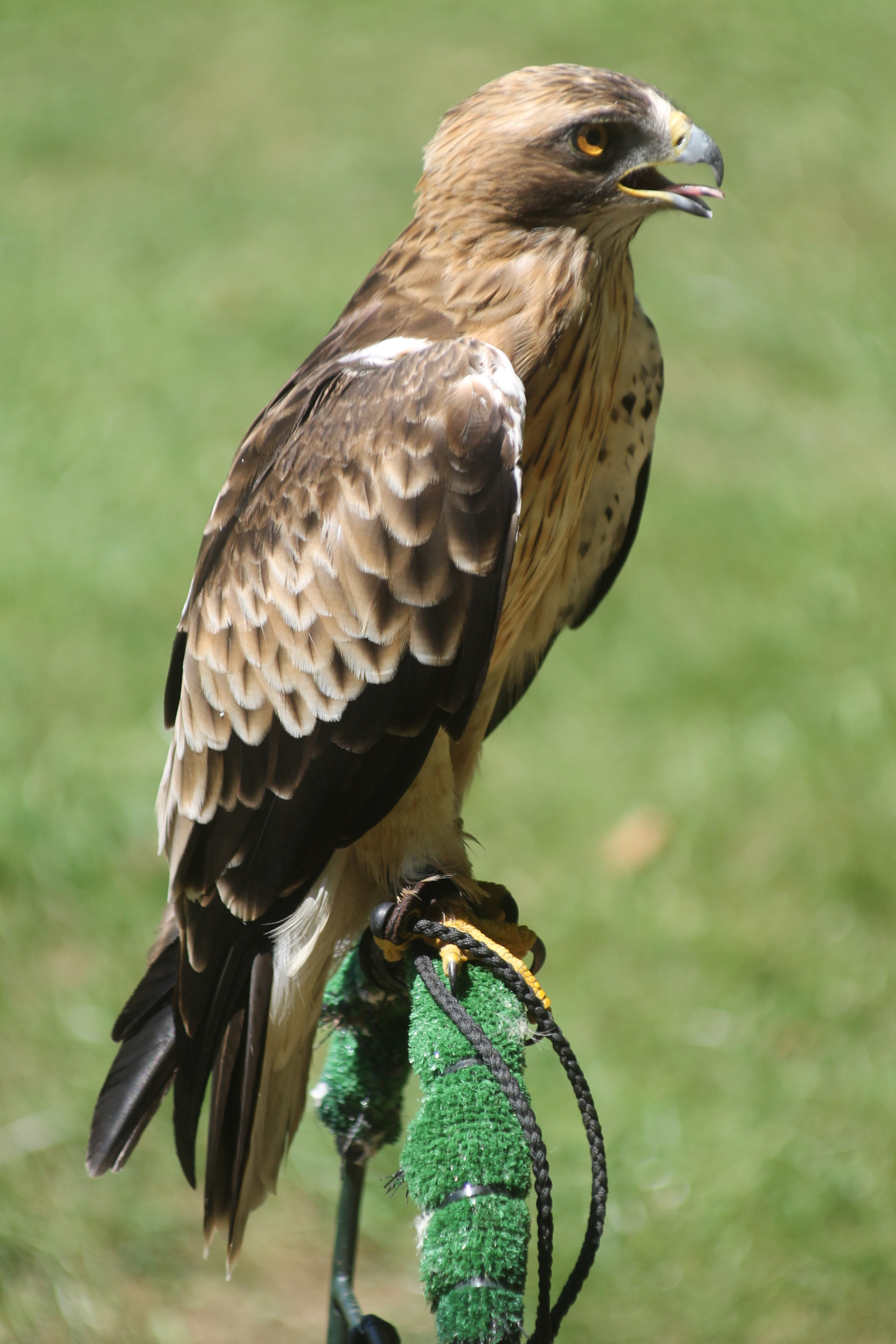Canon EF 80-200mm F4.5-5.6 II sample photo. Rapace photography