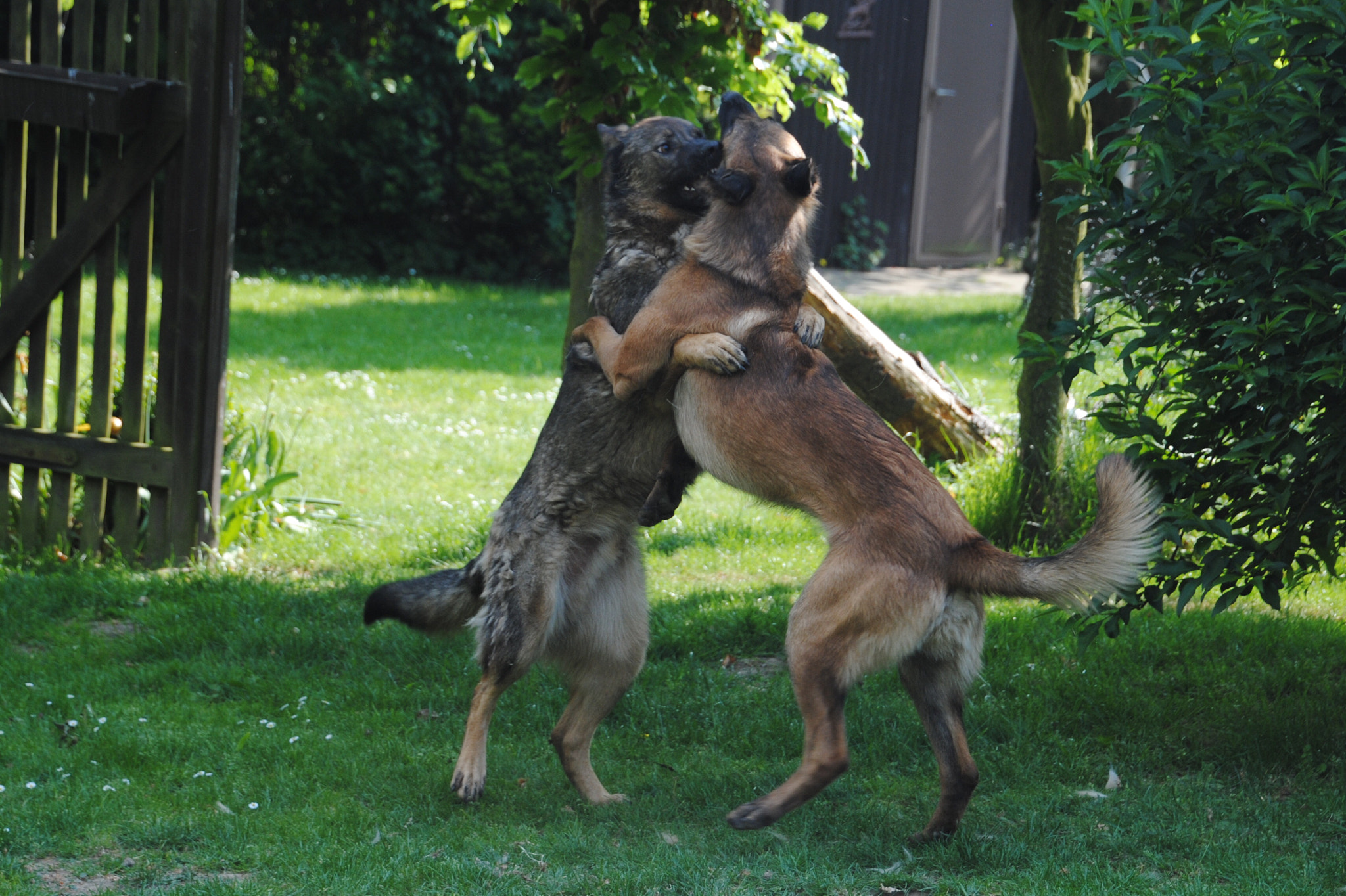 Nikon D3000 sample photo. Beste freunde photography