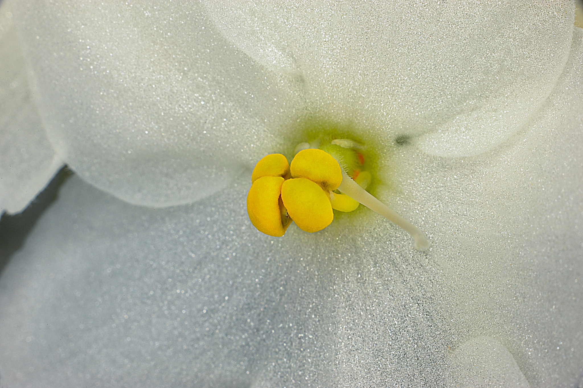 Nikon D3 sample photo. Yellow stamen photography