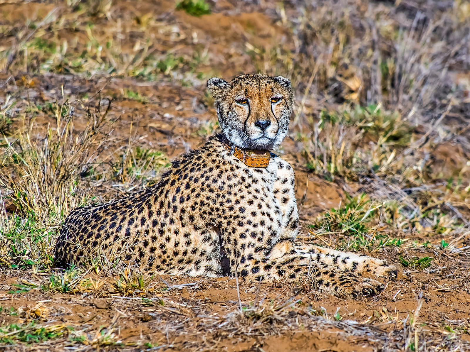 Olympus OM-D E-M5 sample photo. Cheetah photography