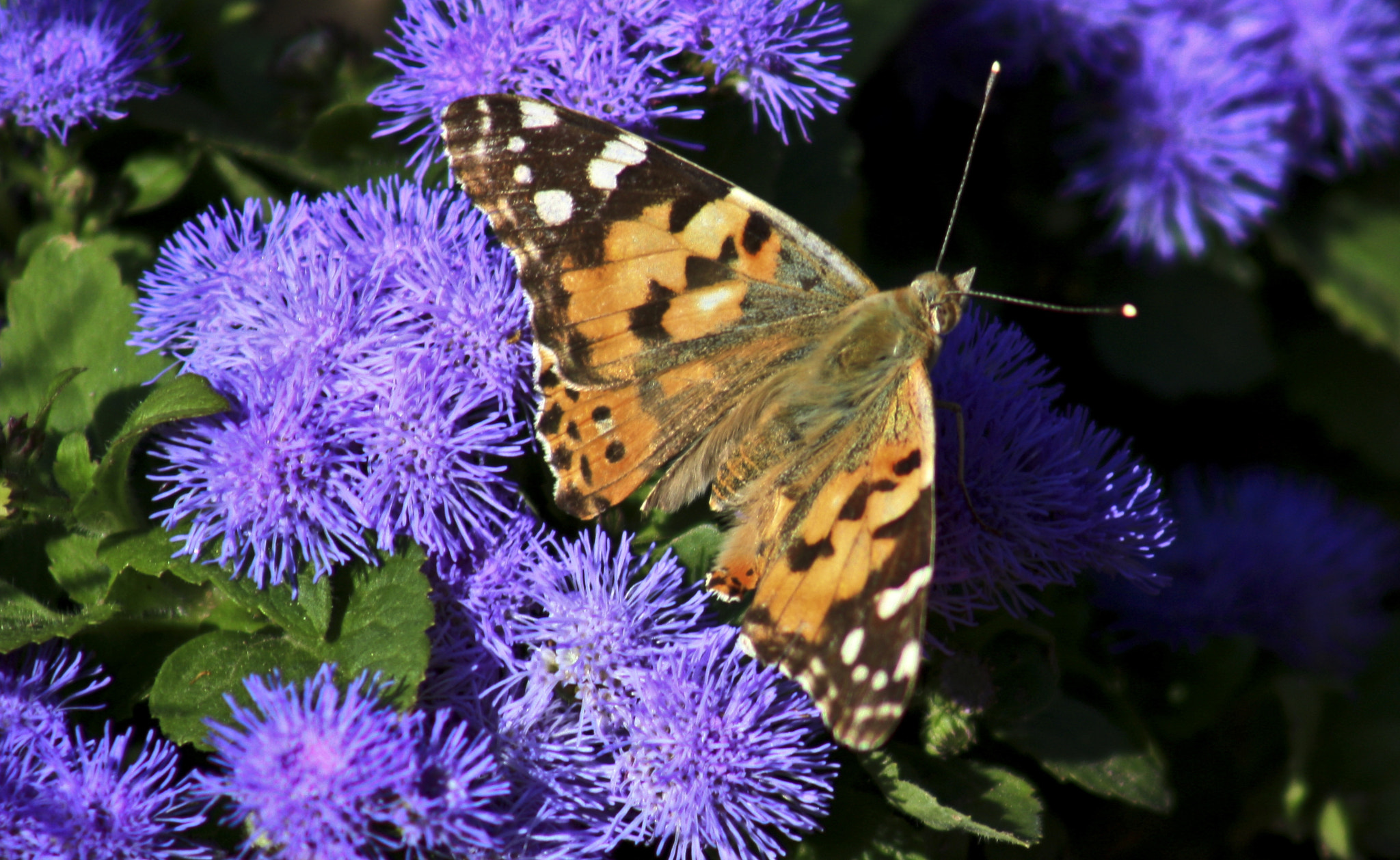 Canon EOS 450D (EOS Rebel XSi / EOS Kiss X2) + EF75-300mm f/4-5.6 sample photo. The painted lady photography
