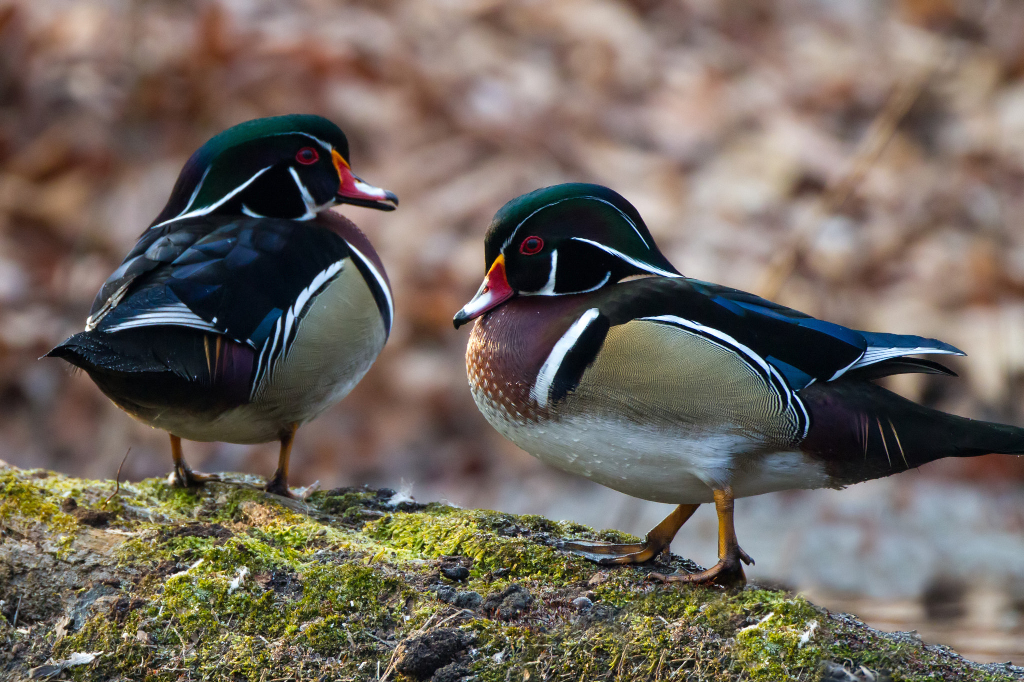 Canon EF 500mm F4L IS USM sample photo. Duck walk photography