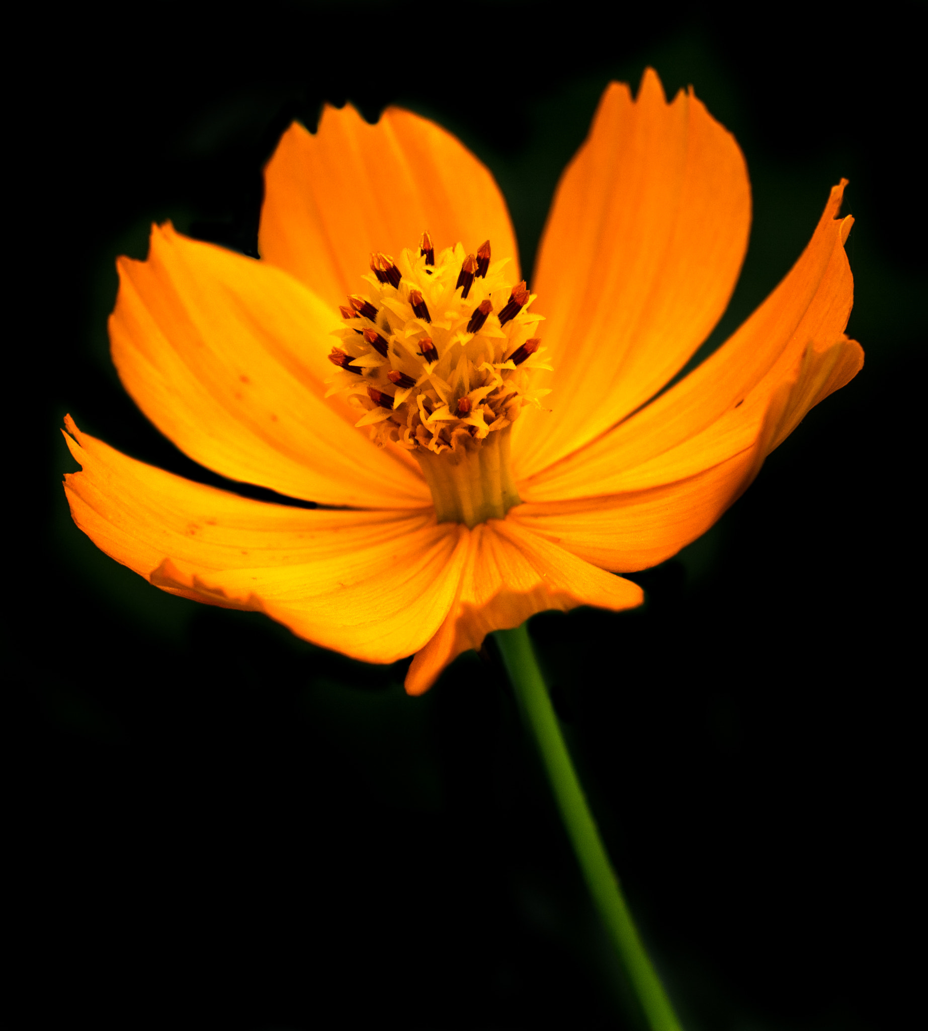 Sigma 150mm F2.8 EX DG OS Macro HSM sample photo