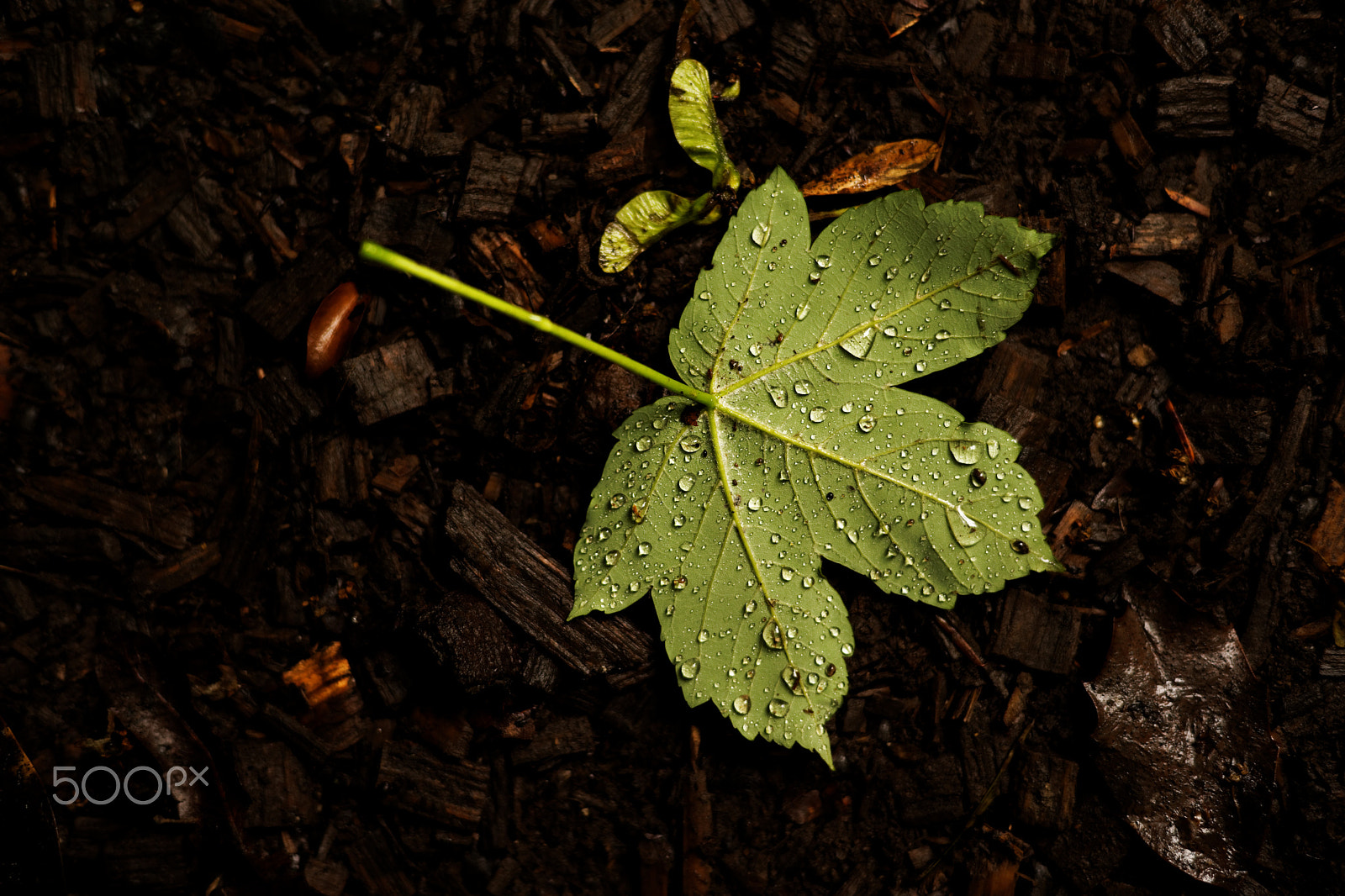 Sony a99 II + Minolta AF 50mm F1.4 [New] sample photo. Leaf photography