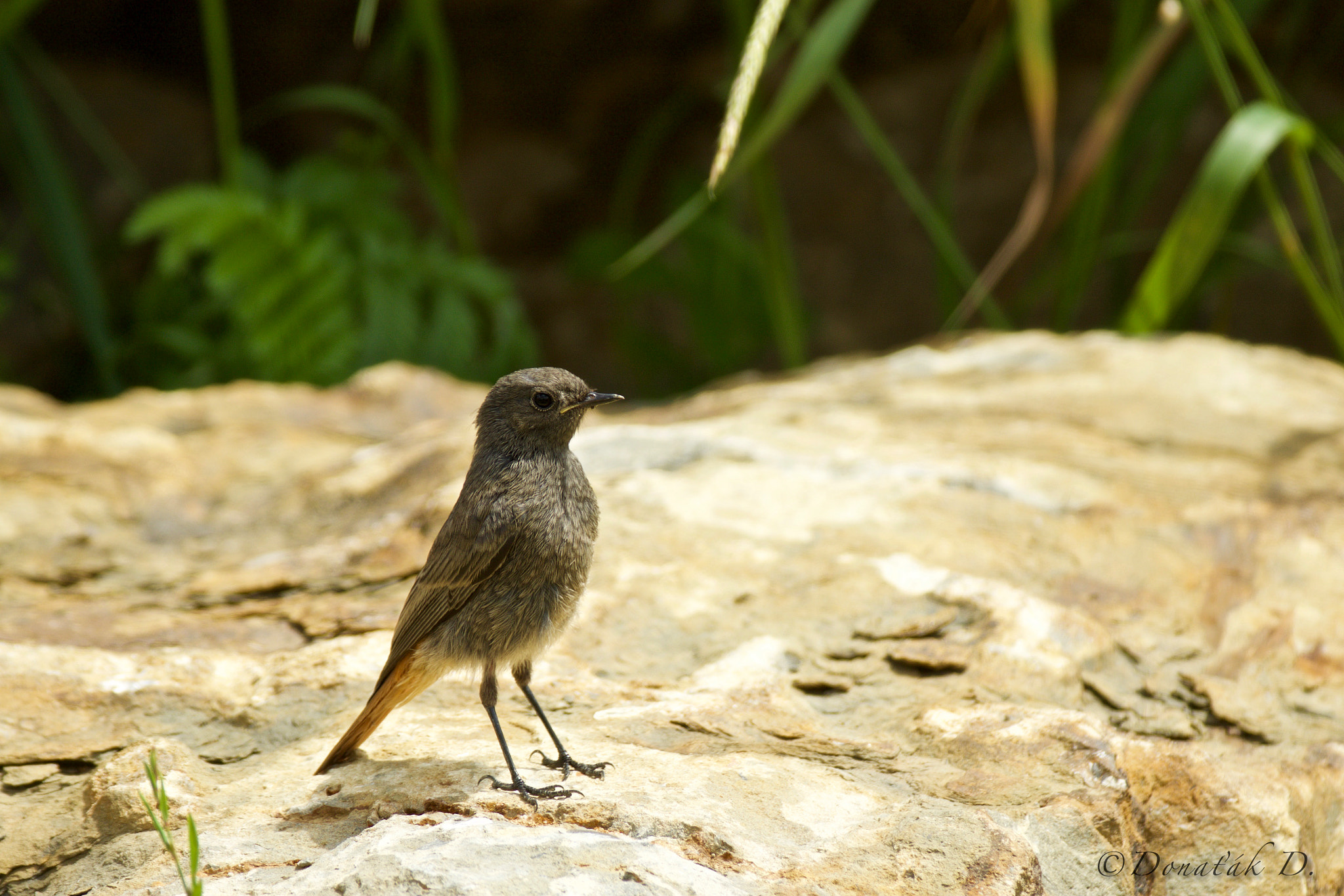 Canon EF 200-400mm F4L IS USM Extender 1.4x sample photo. Rehek domácí (phoenicurus ochruros) photography