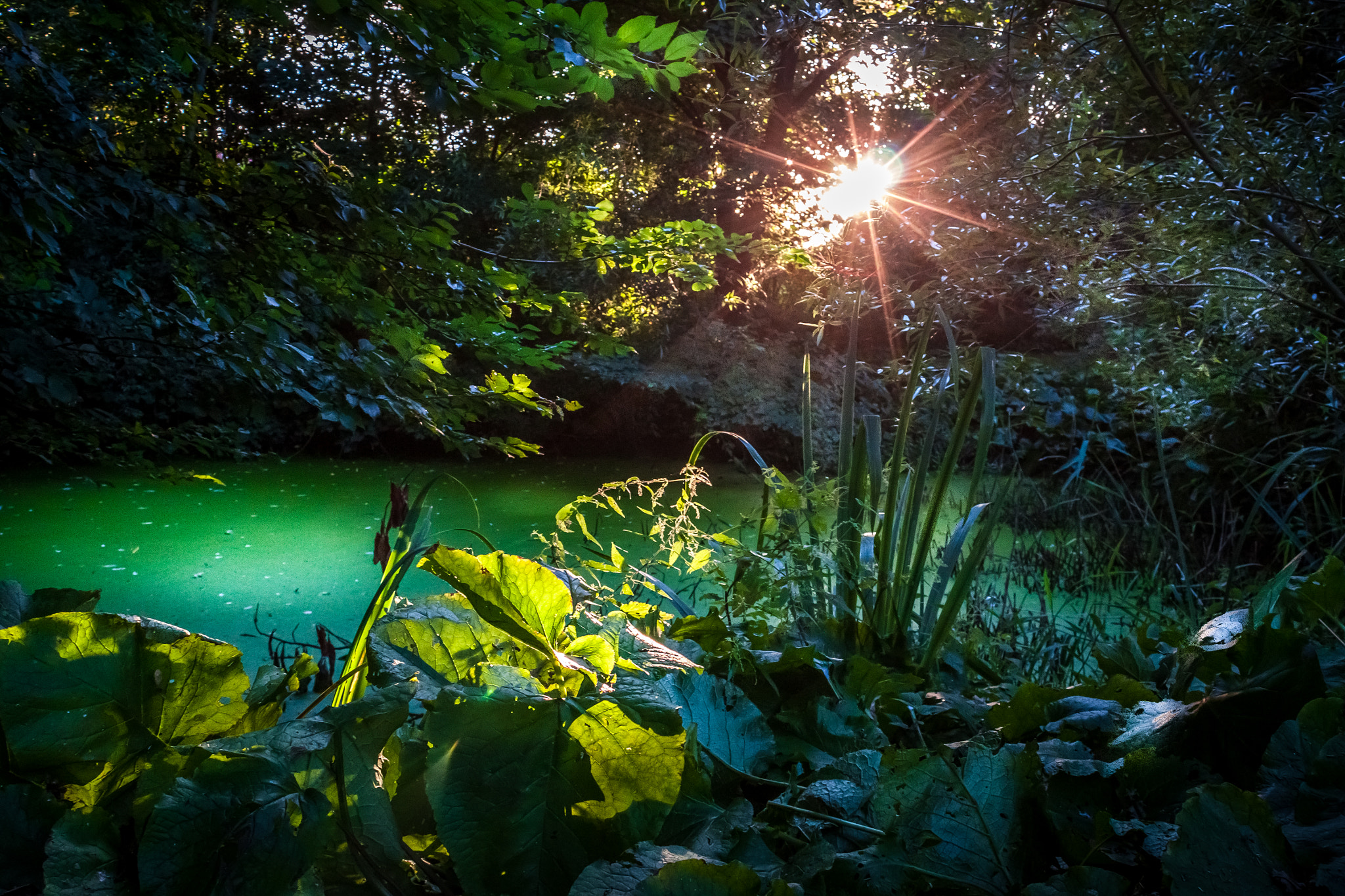 Canon EOS 500D (EOS Rebel T1i / EOS Kiss X3) sample photo. Sunflare at a small nearby pond photography