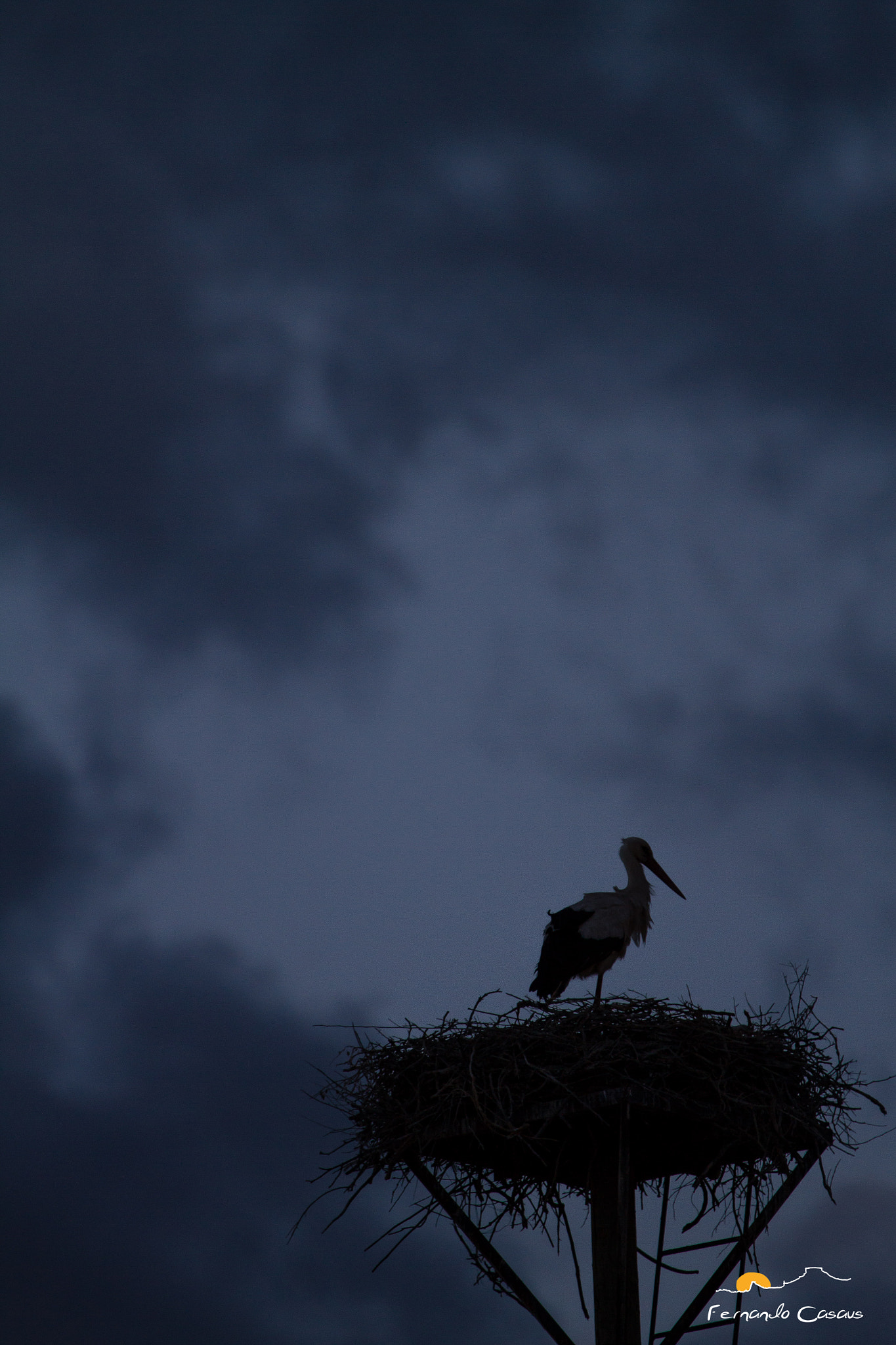 Canon EF 100-400mm F4.5-5.6L IS USM sample photo. Cigueña al atardecer photography