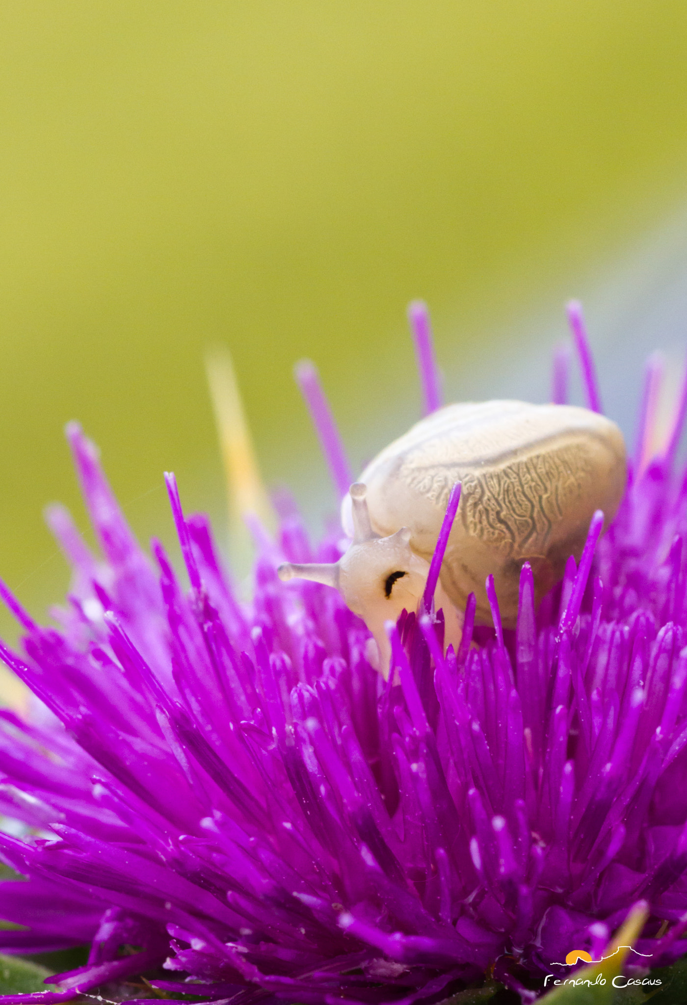 Canon EOS 7D + Tamron SP AF 90mm F2.8 Di Macro sample photo. Caracol diminuto photography