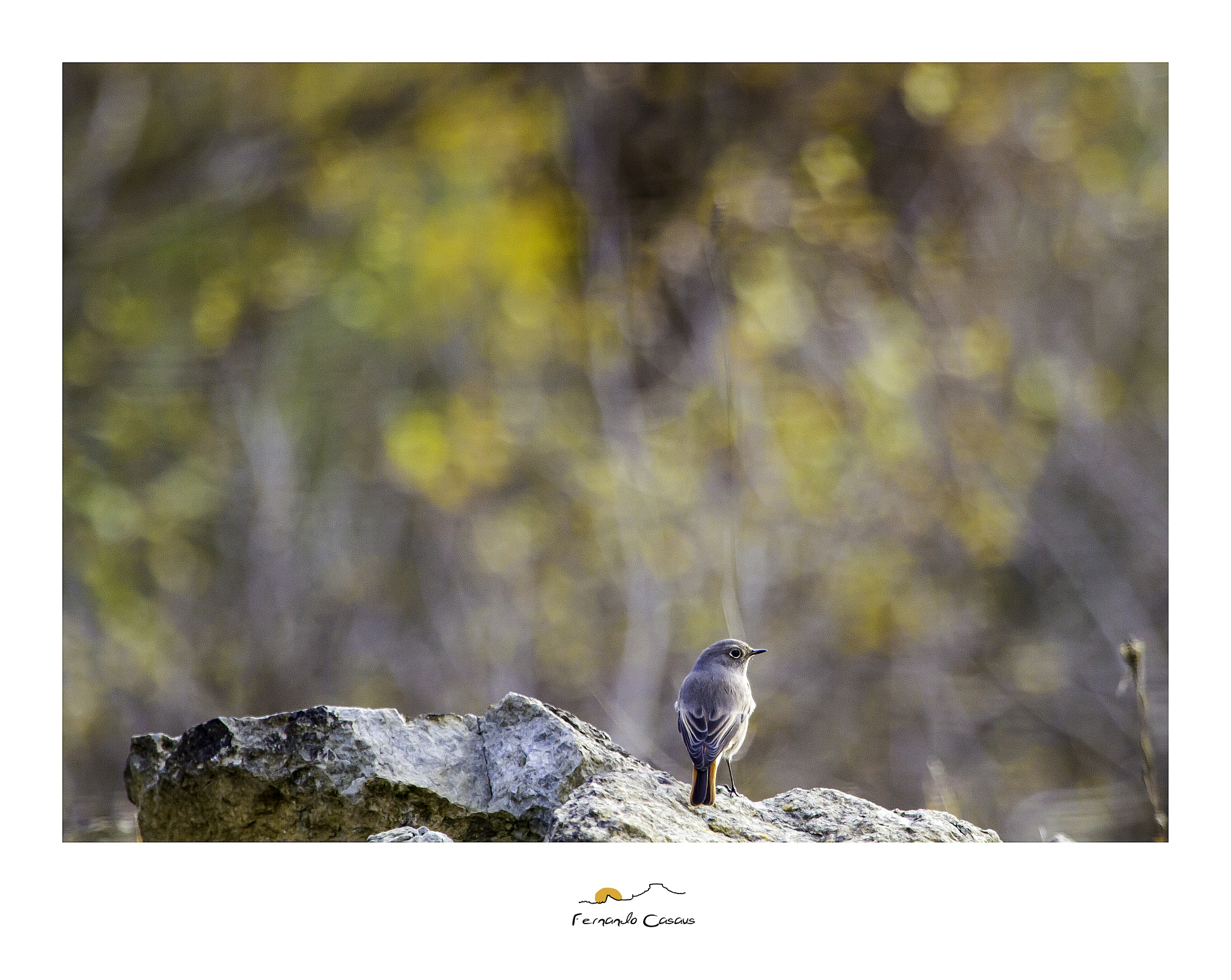 Canon EOS 7D + Canon EF 100-400mm F4.5-5.6L IS USM sample photo. Otoño photography
