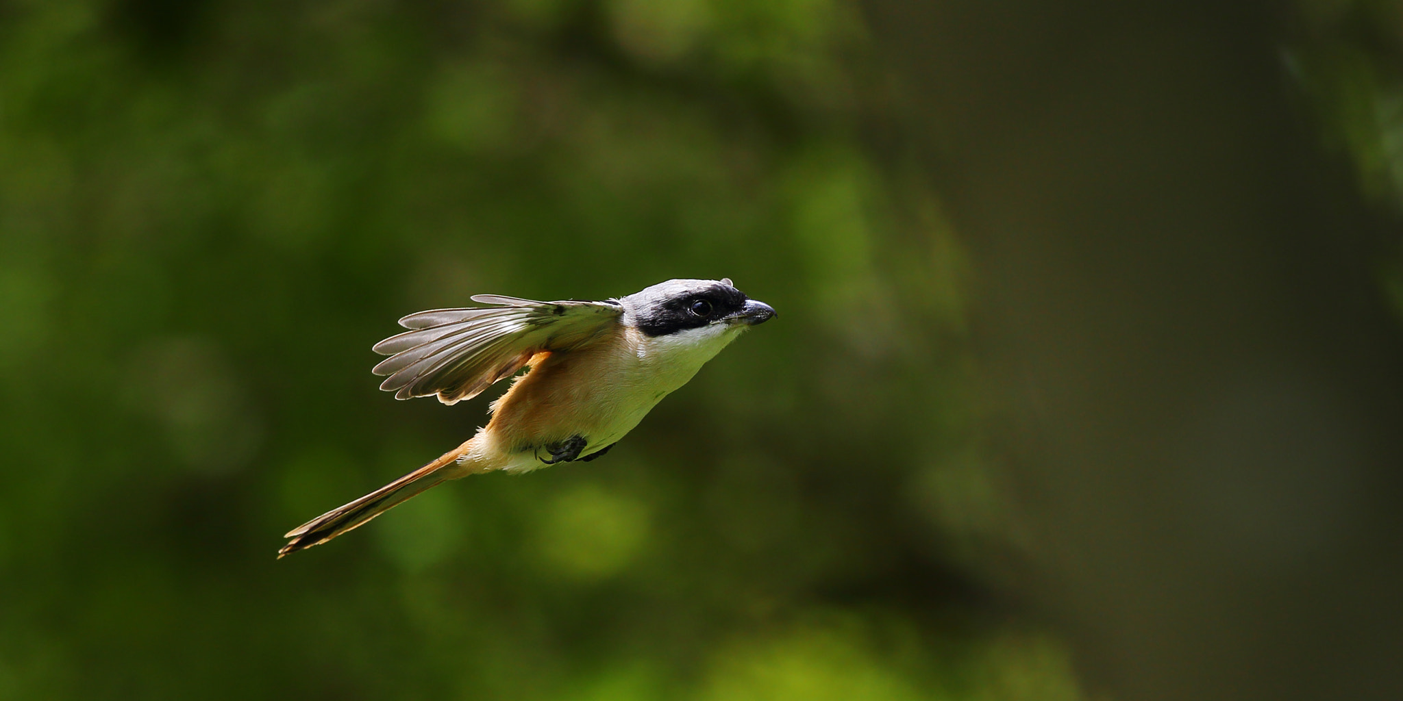 Canon EF 300mm F2.8L IS II USM sample photo. Immature of the flight photography