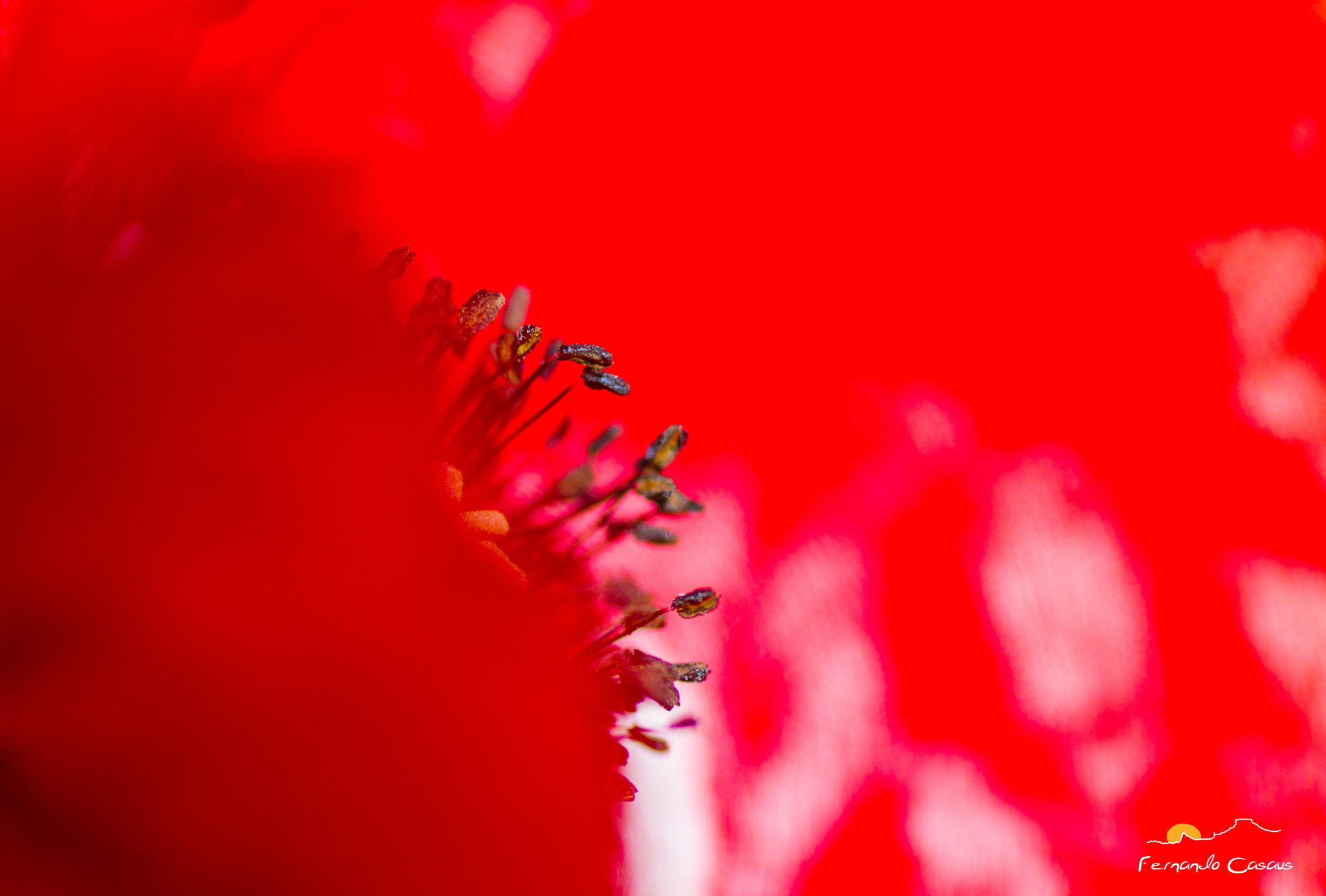 Canon EOS 7D + Tamron SP AF 90mm F2.8 Di Macro sample photo. Red world photography