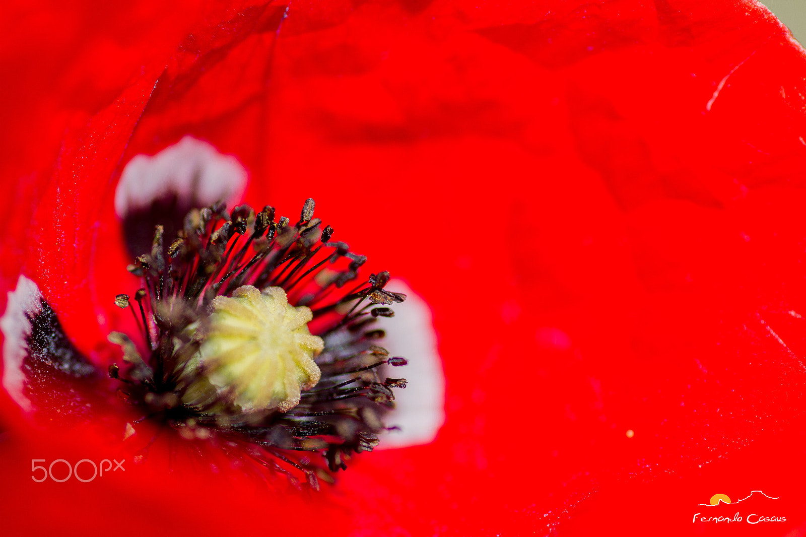 Tamron SP AF 90mm F2.8 Di Macro sample photo. Amapola photography