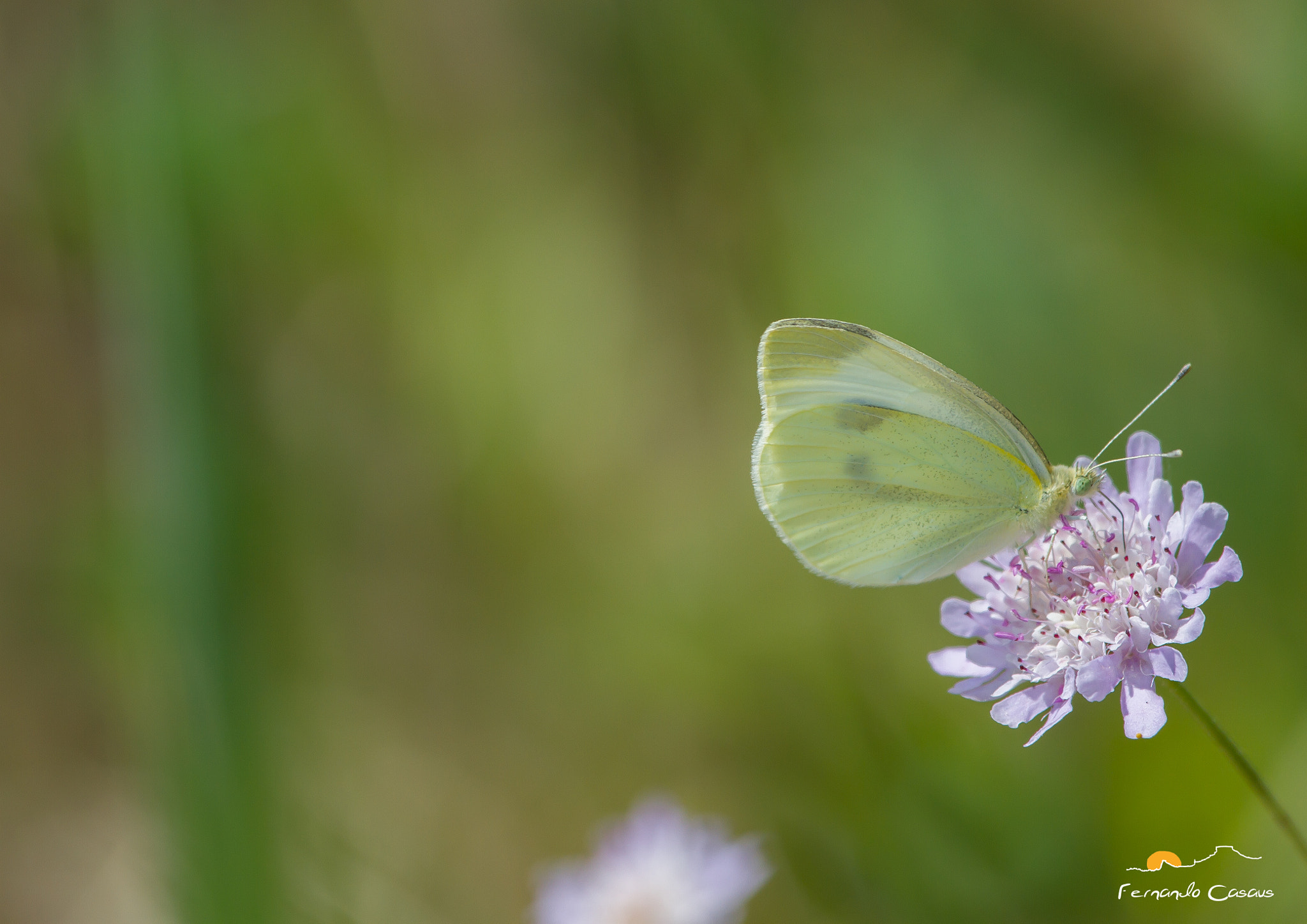 Canon EOS 7D + Canon EF 100-400mm F4.5-5.6L IS USM sample photo. Butterfly photography