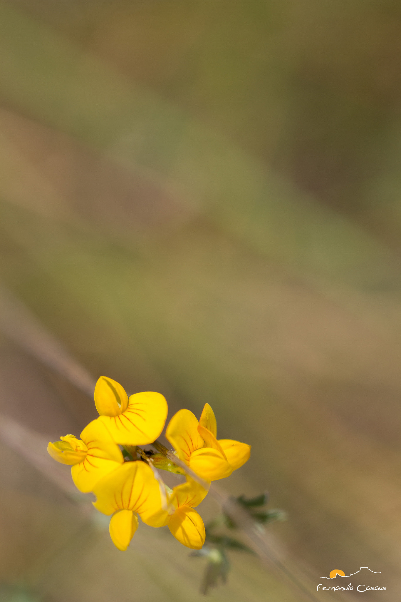 Tamron SP AF 90mm F2.8 Di Macro sample photo. Spring photography