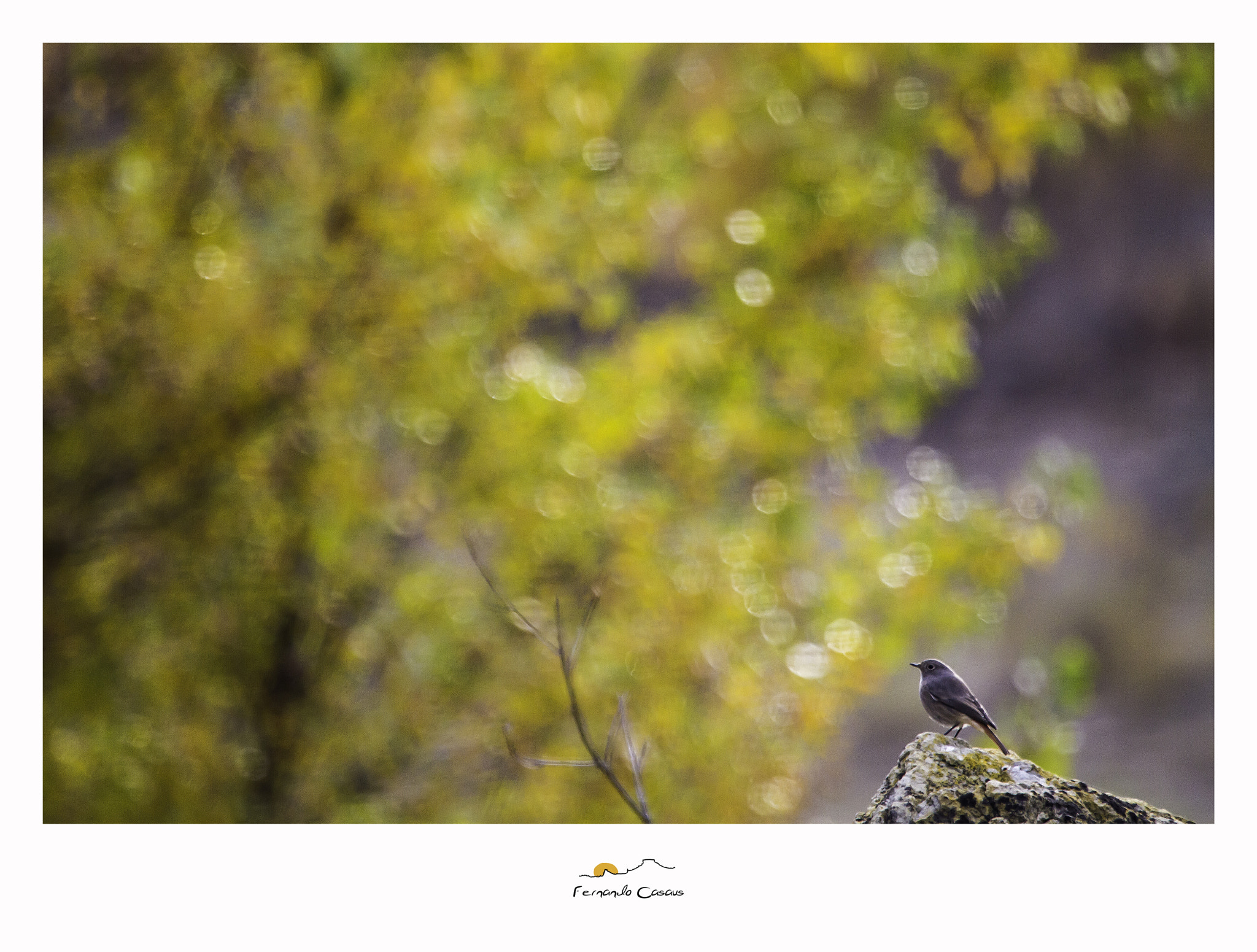 Canon EOS 7D + Canon EF 100-400mm F4.5-5.6L IS USM sample photo. Otoño plácido photography