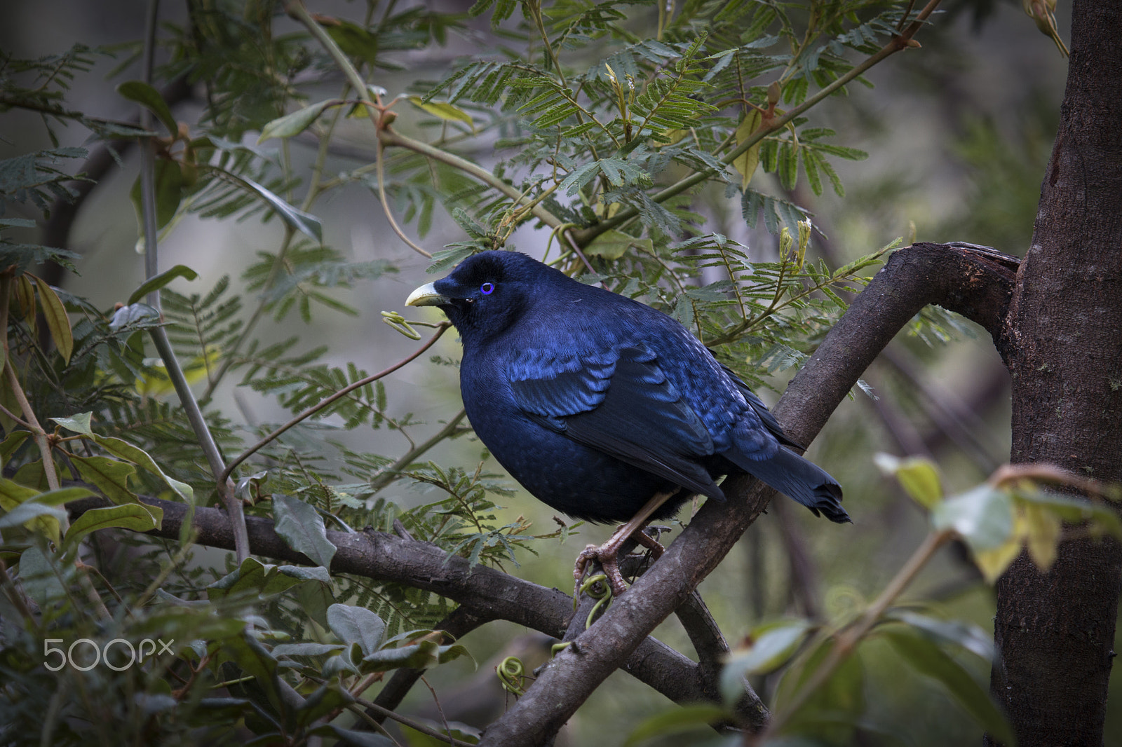 Canon EOS 70D + Canon EF 100-400mm F4.5-5.6L IS USM sample photo. Satin bower bird photography