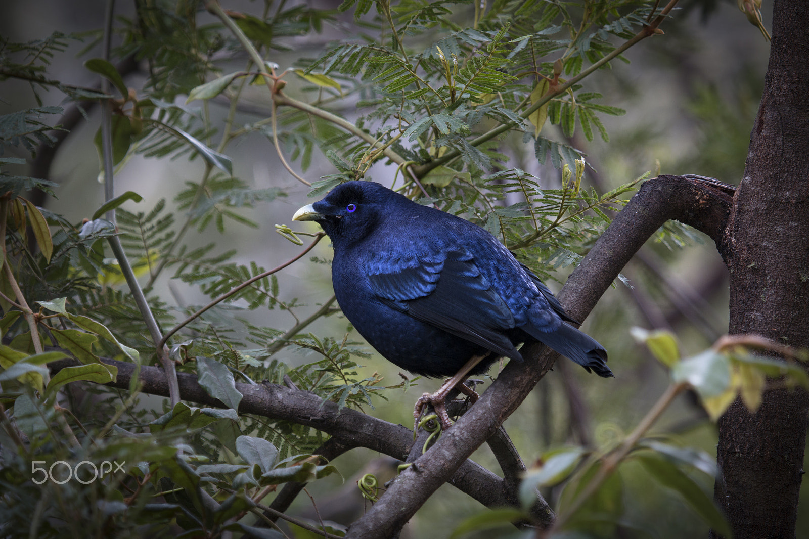 Canon EOS 70D sample photo. Satin bower bird photography