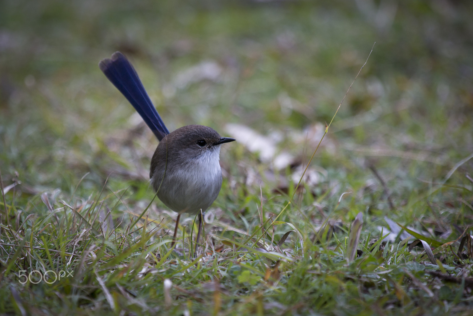 Canon EOS 70D + Canon EF 100-400mm F4.5-5.6L IS USM sample photo. Blue tailed wren photography