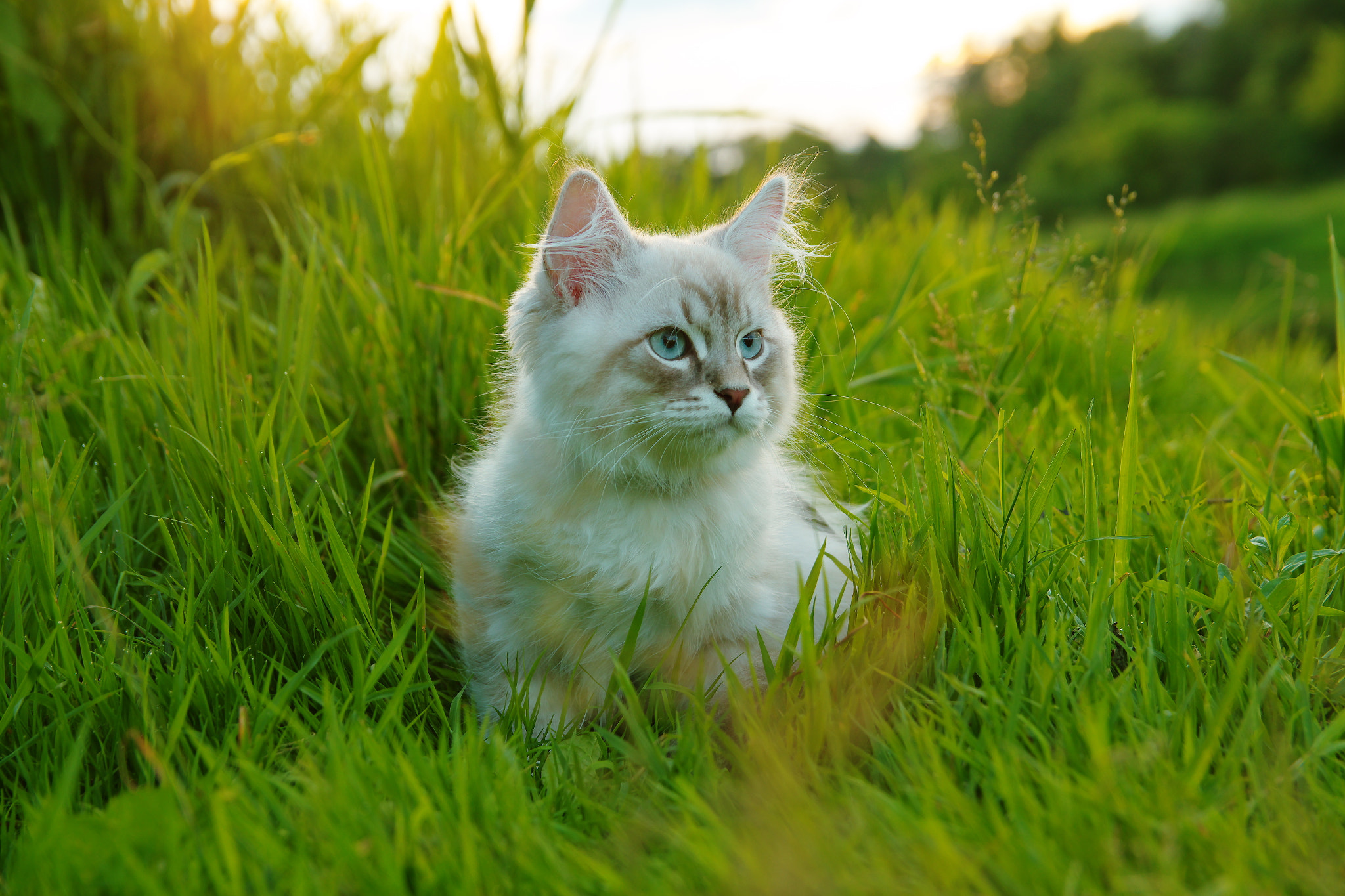 Sigma 17-50mm F2.8 EX DC HSM sample photo. Hamlet the cat photography