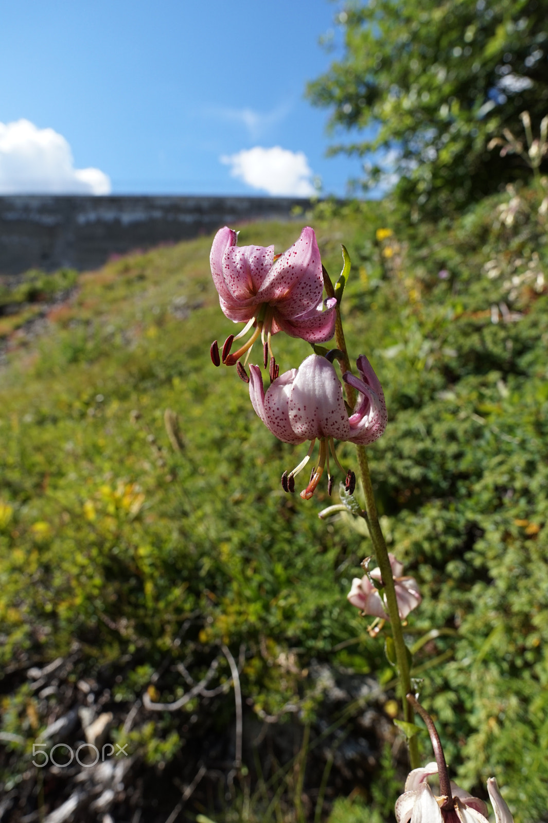 Sony Alpha a5000 (ILCE 5000) + ZEISS Touit 12mm F2.8 sample photo. Orchid photography