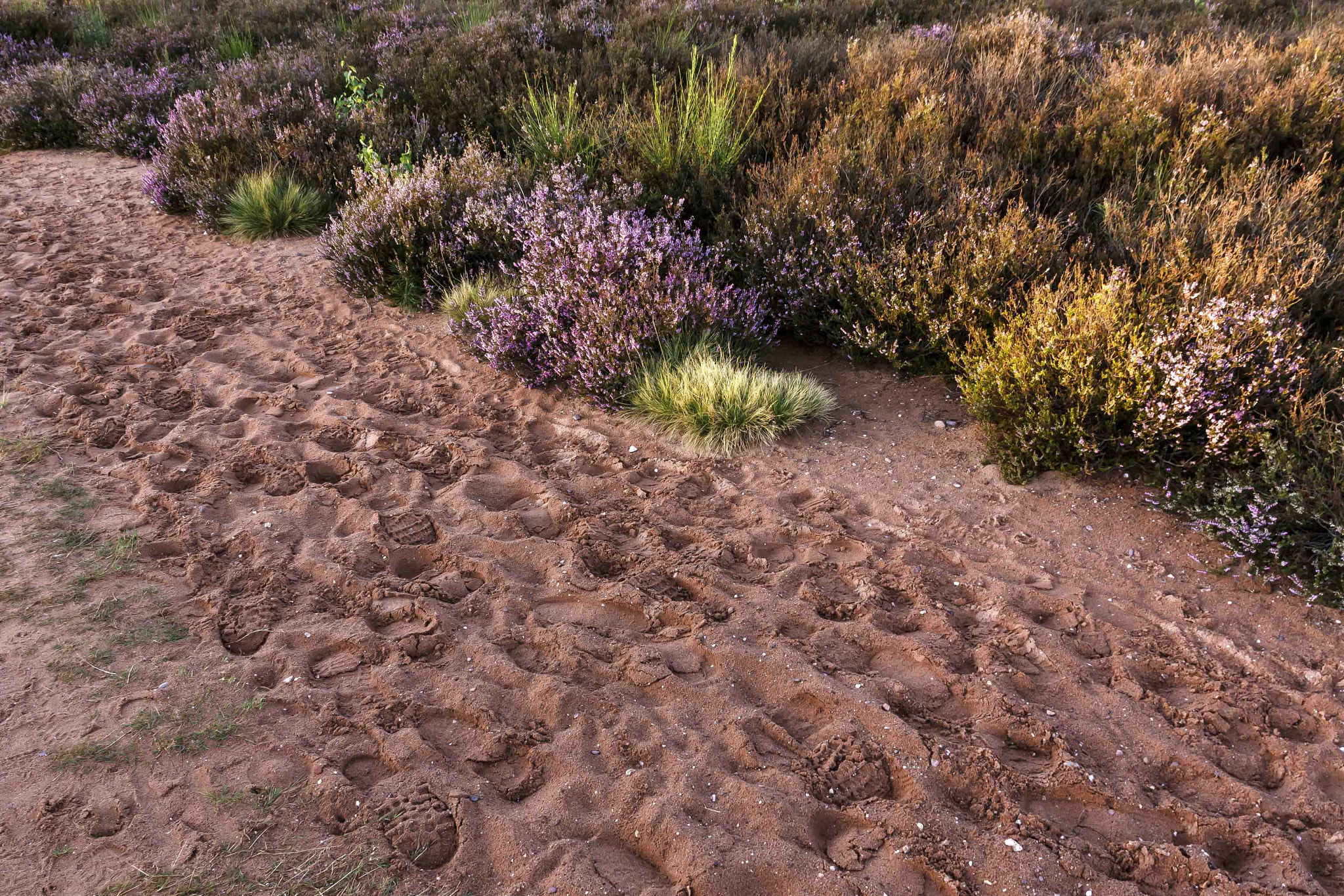 Sigma 17-70mm F2.8-4 DC Macro OS HSM sample photo. Footsteps in the sand photography