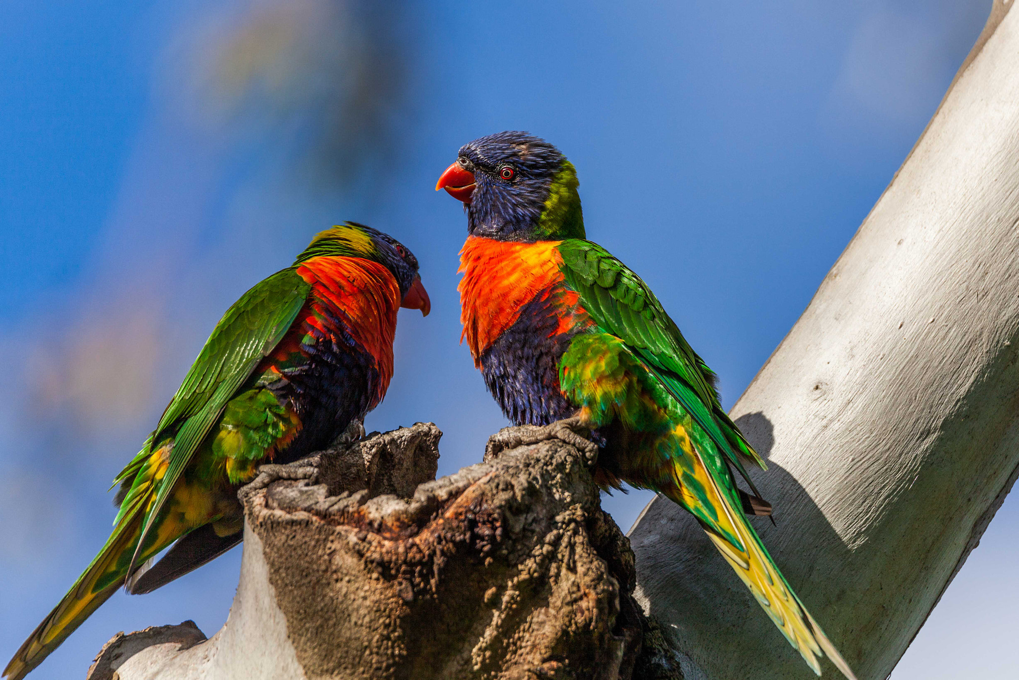 Tamron SP 150-600mm F5-6.3 Di VC USD sample photo. A pair of rainbow lorikeets photography
