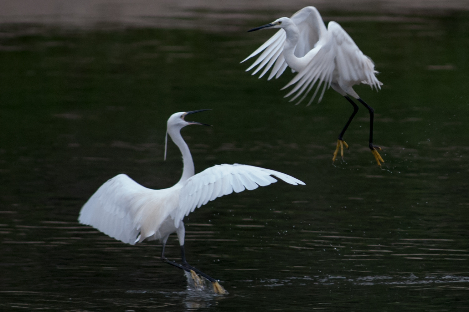 Nikkor 500mm f/4 P ED IF sample photo. Dsc_3096.jpg photography