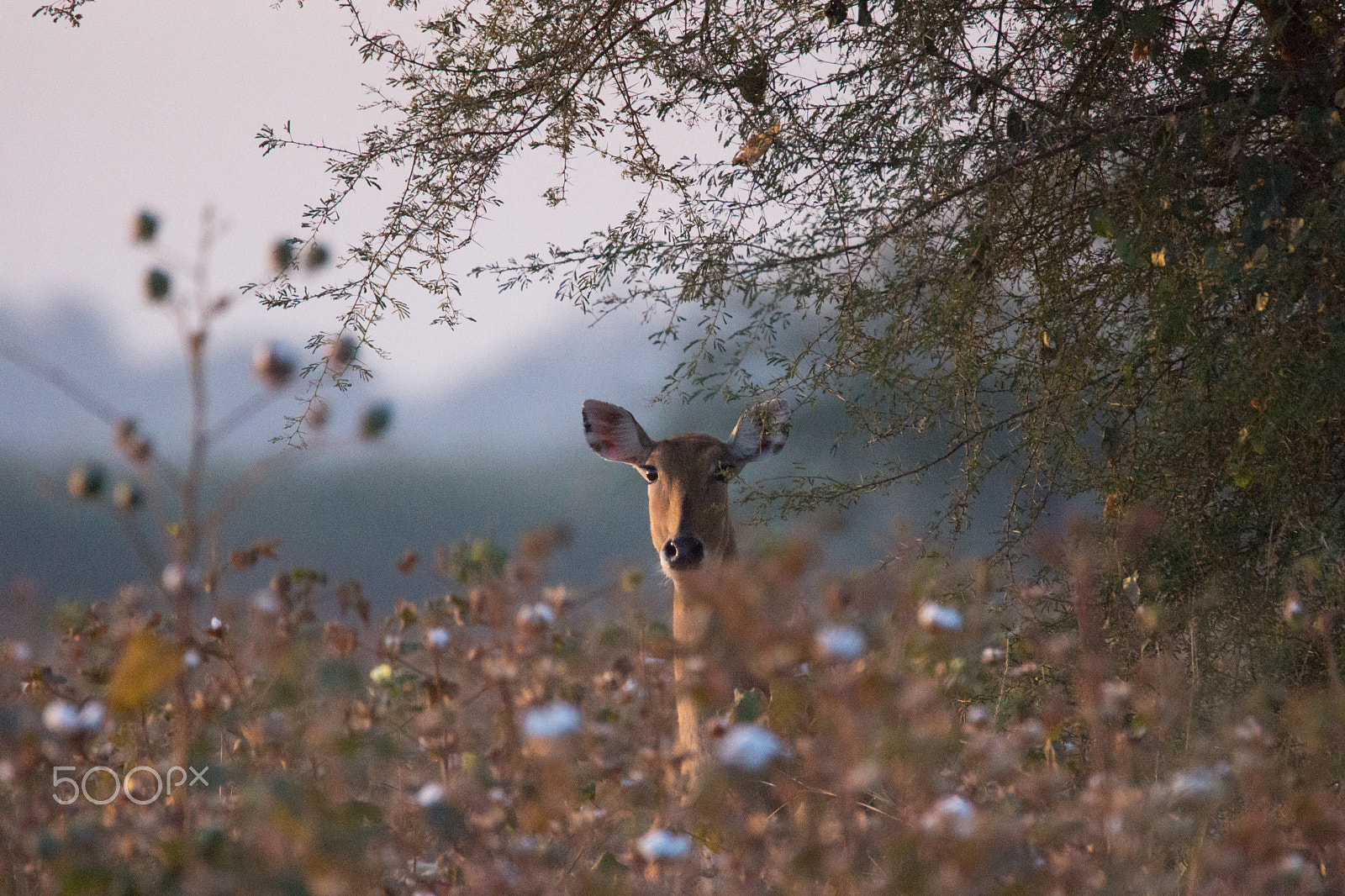 Sony SLT-A65 (SLT-A65V) + Tamron SP 150-600mm F5-6.3 Di VC USD sample photo. Nilgai in the cotton field photography
