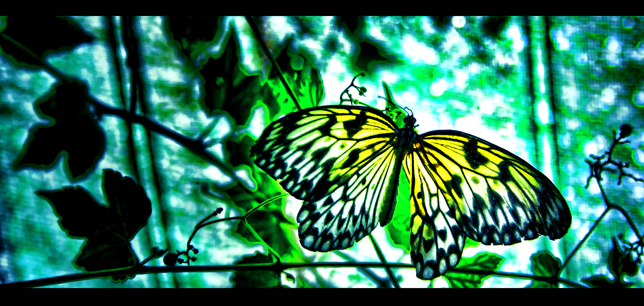 Canon EF-S 18-55mm F3.5-5.6 II sample photo. ~ butterfly ~ photography