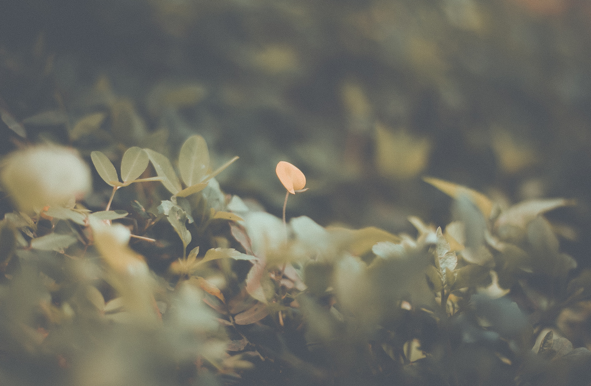 Canon EF 50mm f/1.8 sample photo. Lạ -dalat photography