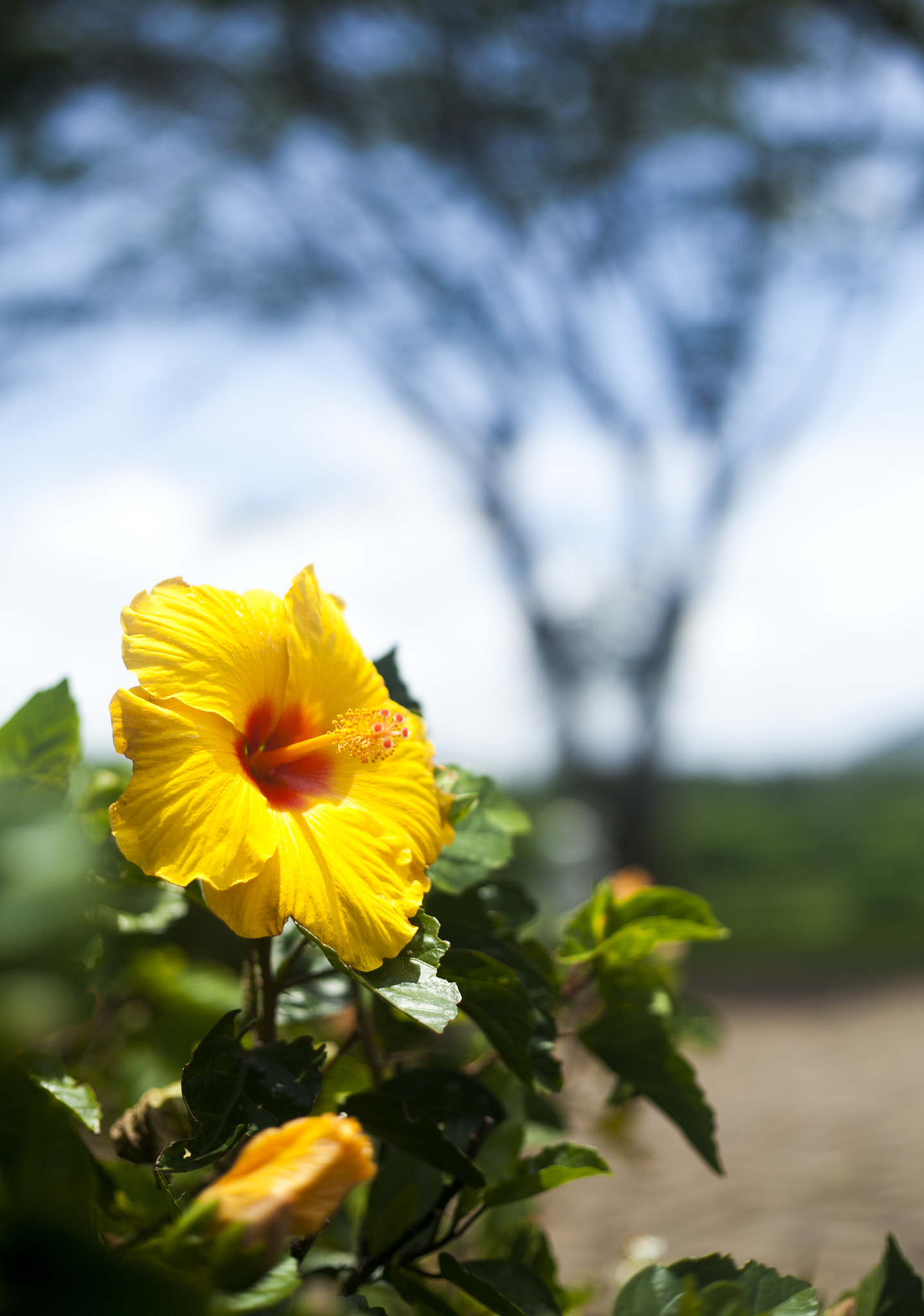 Canon EF 50mm f/1.8 sample photo. Lạ -dalat photography