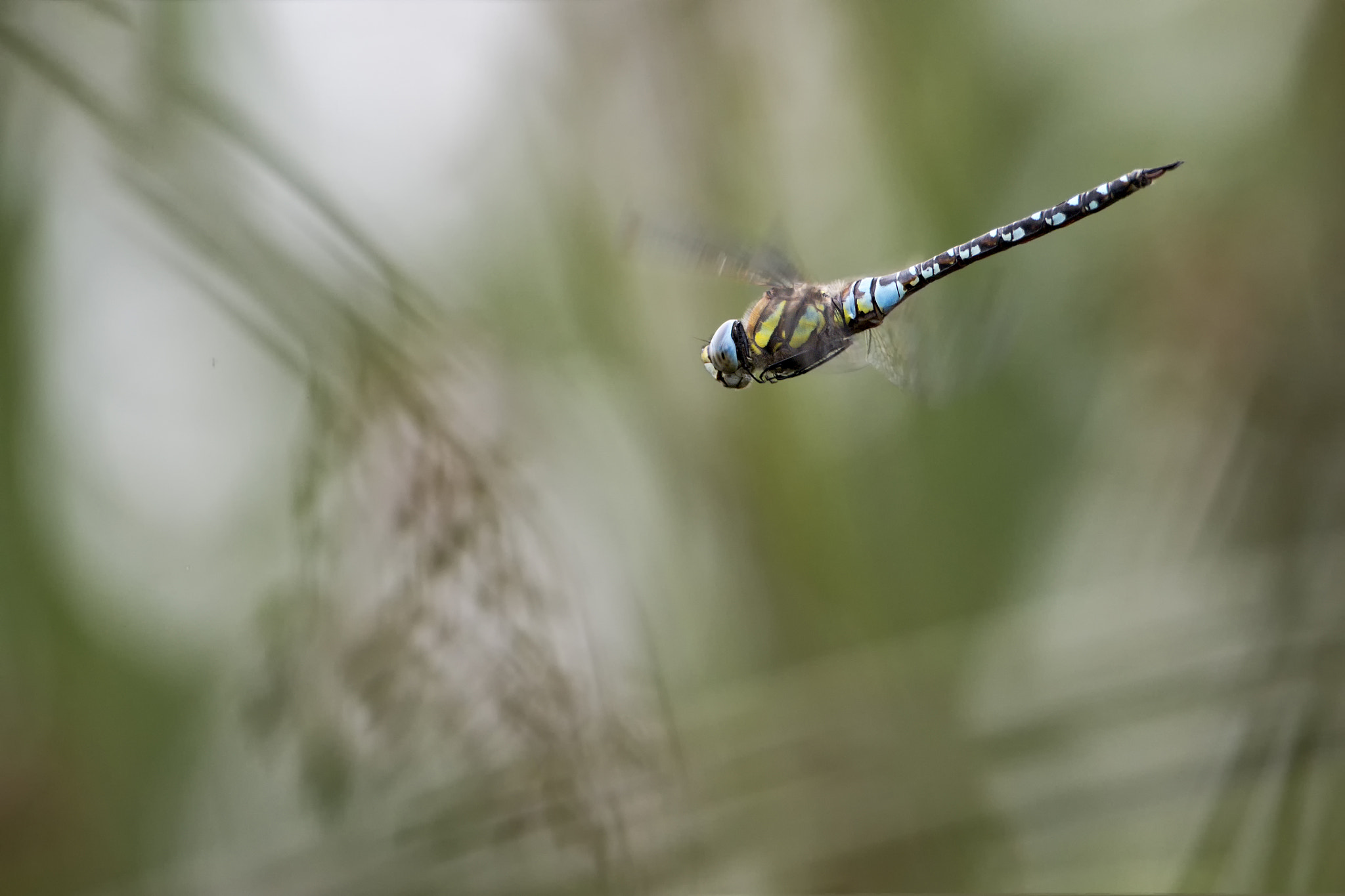 Canon EOS-1D X Mark II + Canon EF 300mm F2.8L IS II USM sample photo. Flight of the migrant hawker # 4 bokeh photography