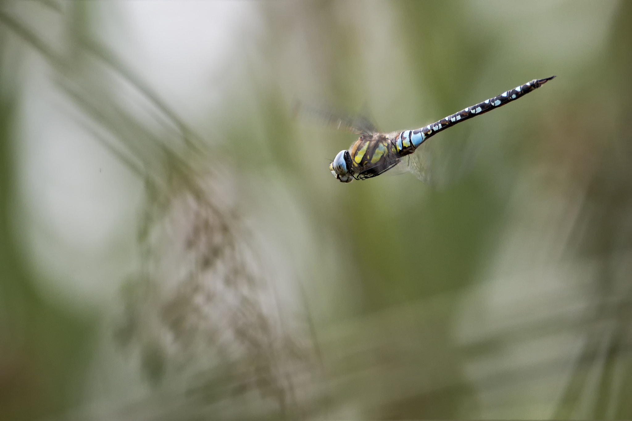 Canon EOS-1D X Mark II sample photo. Flight of the migrant hawker # 4 bokeh photography