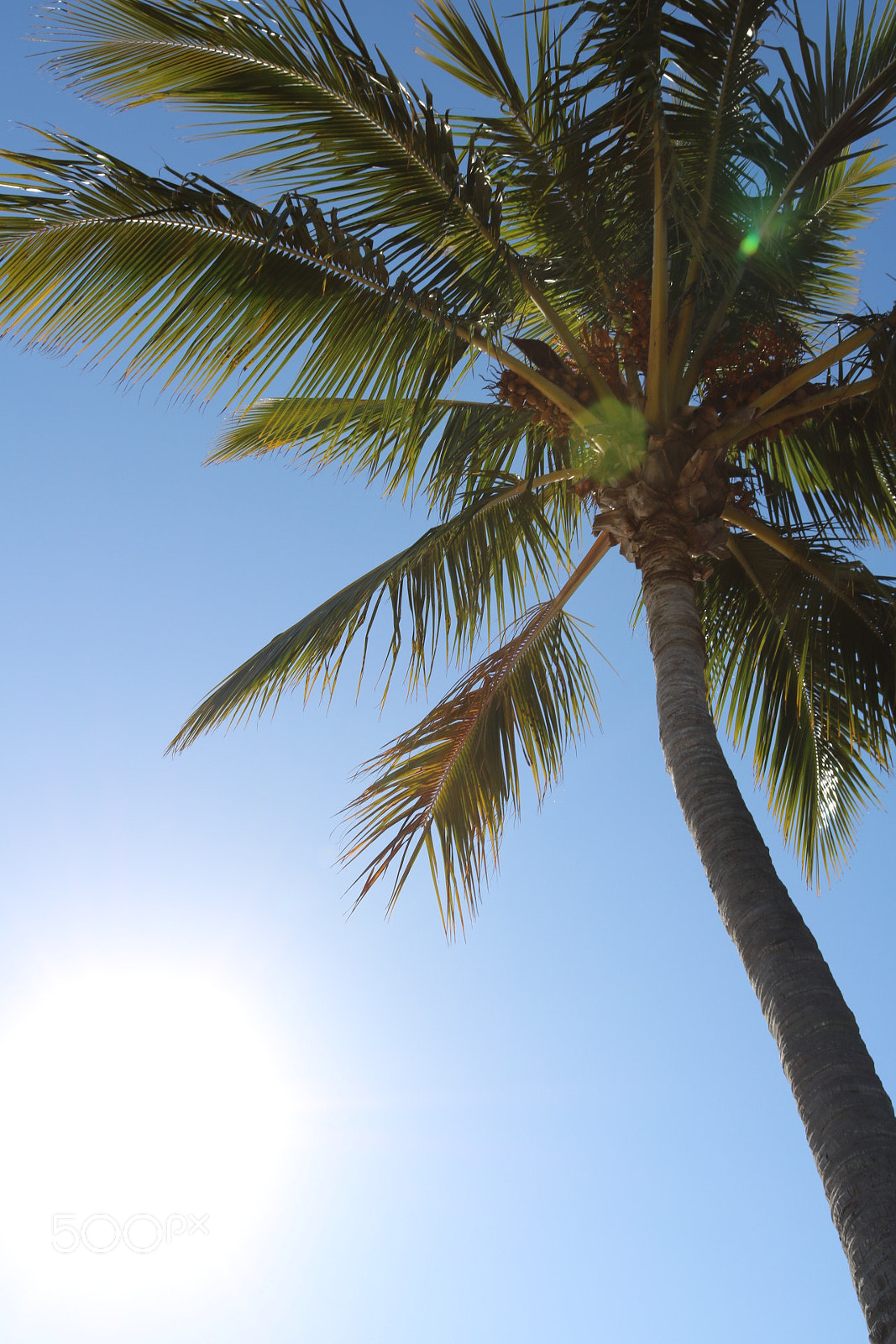 Canon EOS 760D (EOS Rebel T6s / EOS 8000D) sample photo. Paradise palm.jpg photography