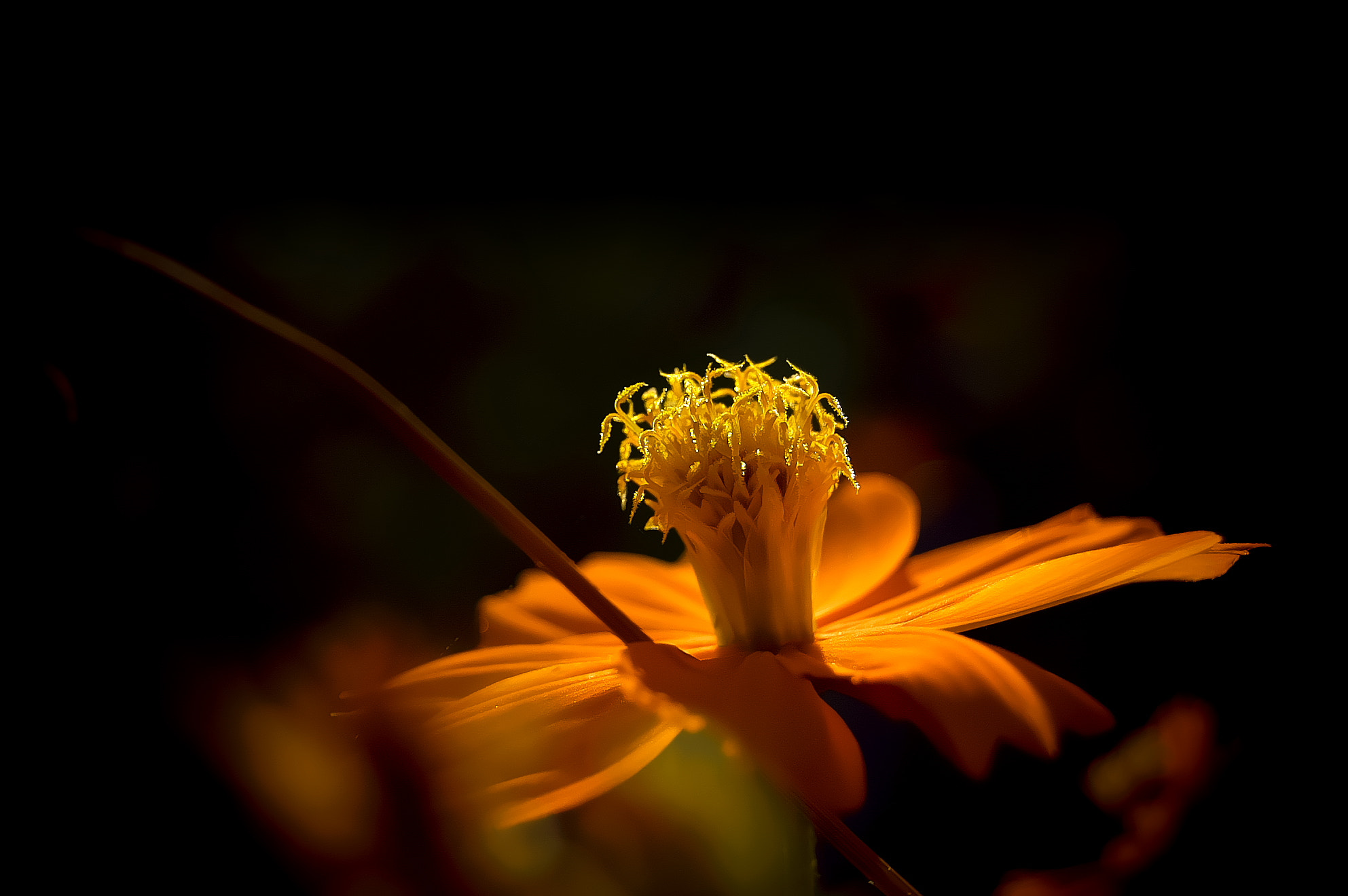 Nikon D40 sample photo. Cosmos sulphureus photography