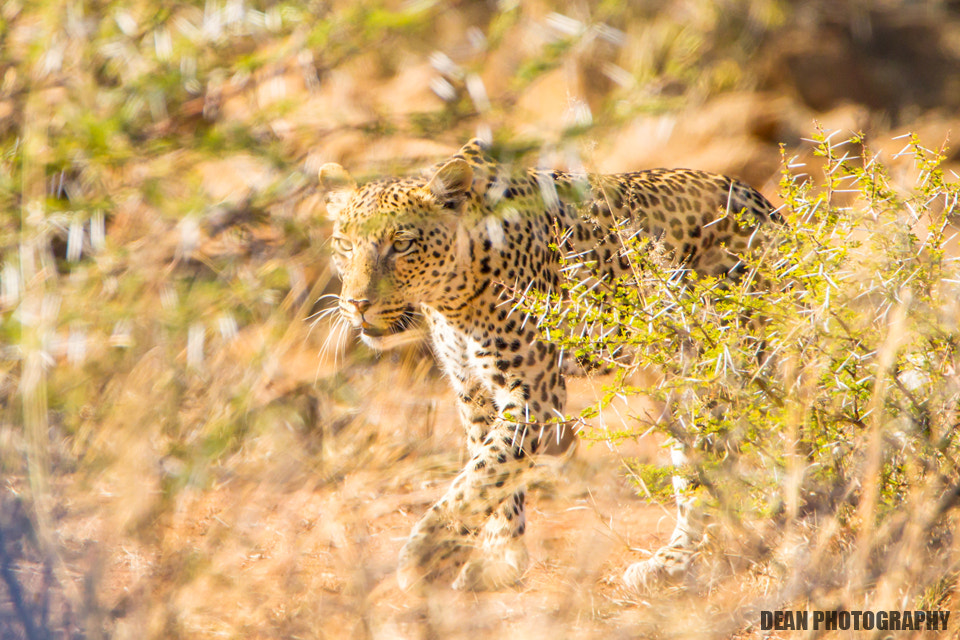 Canon EOS-1D Mark IV sample photo. Leopard photography